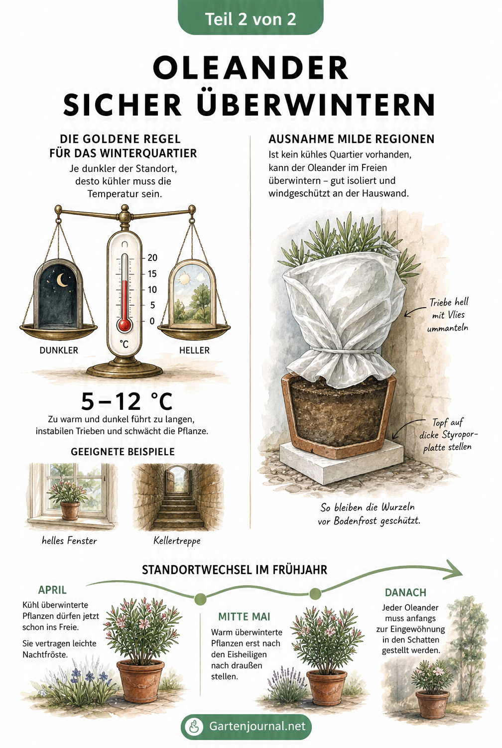 Illustration zur Überwinterung von Oleander mit Temperatur-Licht-Waage, isoliertem Kübel im Freien und Zeitachse für den Standortwechsel im Frühjahr
