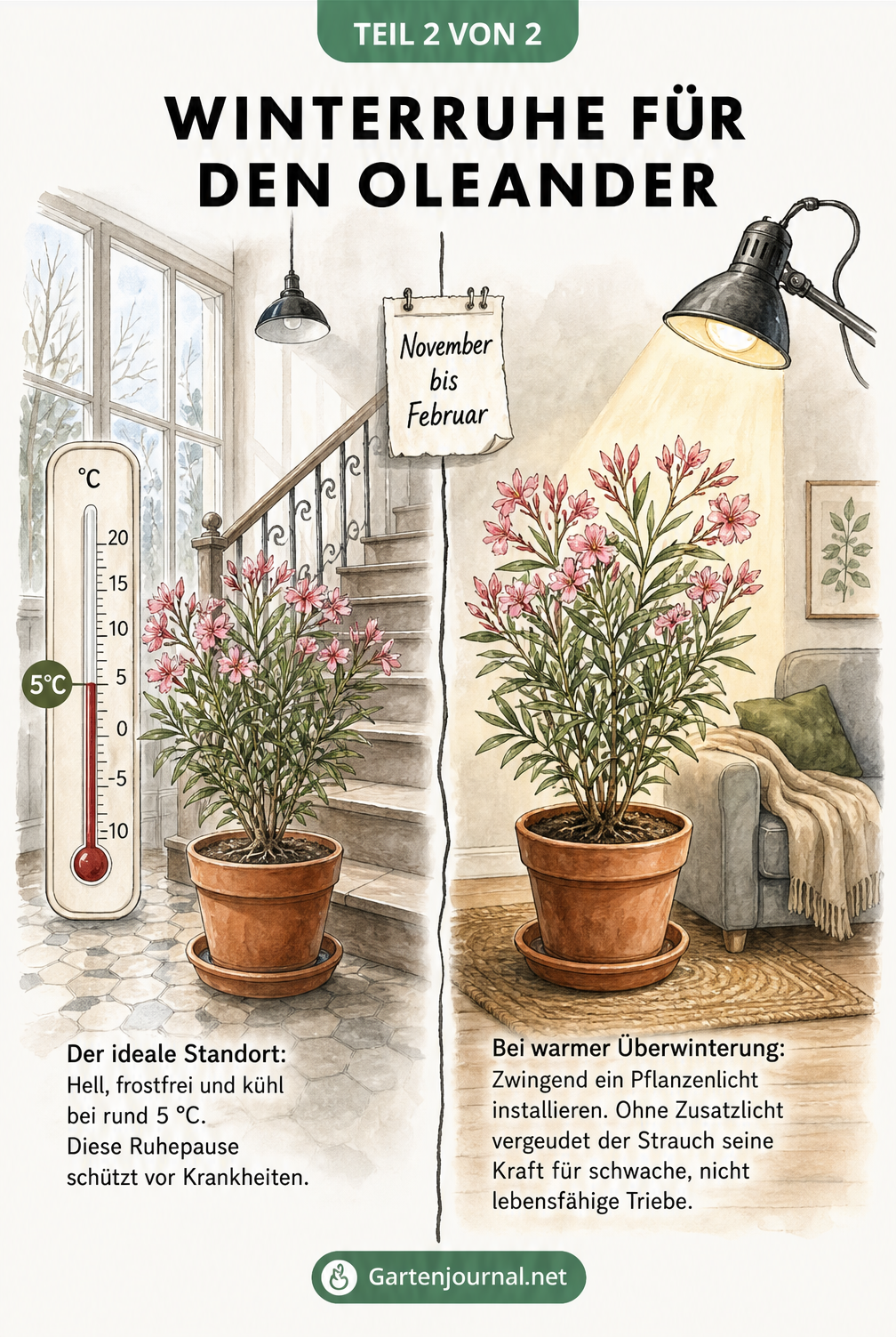 Vergleich der Überwinterung von Oleander: Kühl bei 5 Grad im Treppenhaus gegenüber warm im Wohnzimmer mit Pflanzenlampe