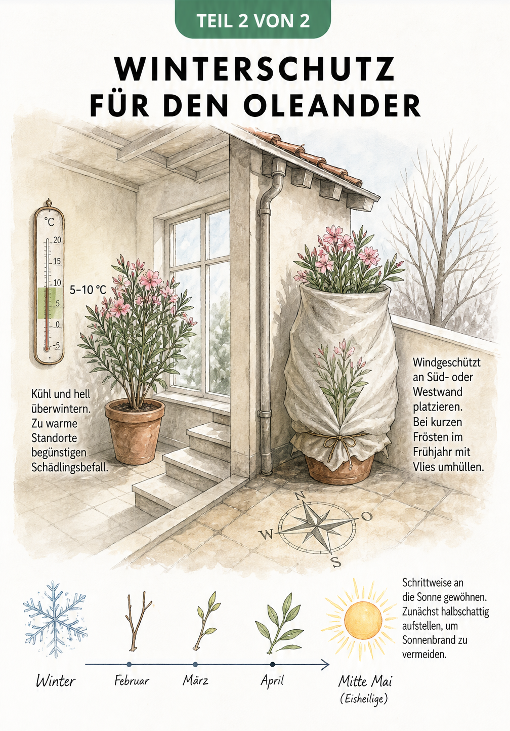Schnittzeichnung eines Hauses mit Terrasse, die zwei Überwinterungsstrategien für Oleander zeigt: kühl im Haus oder geschützt im Freien
