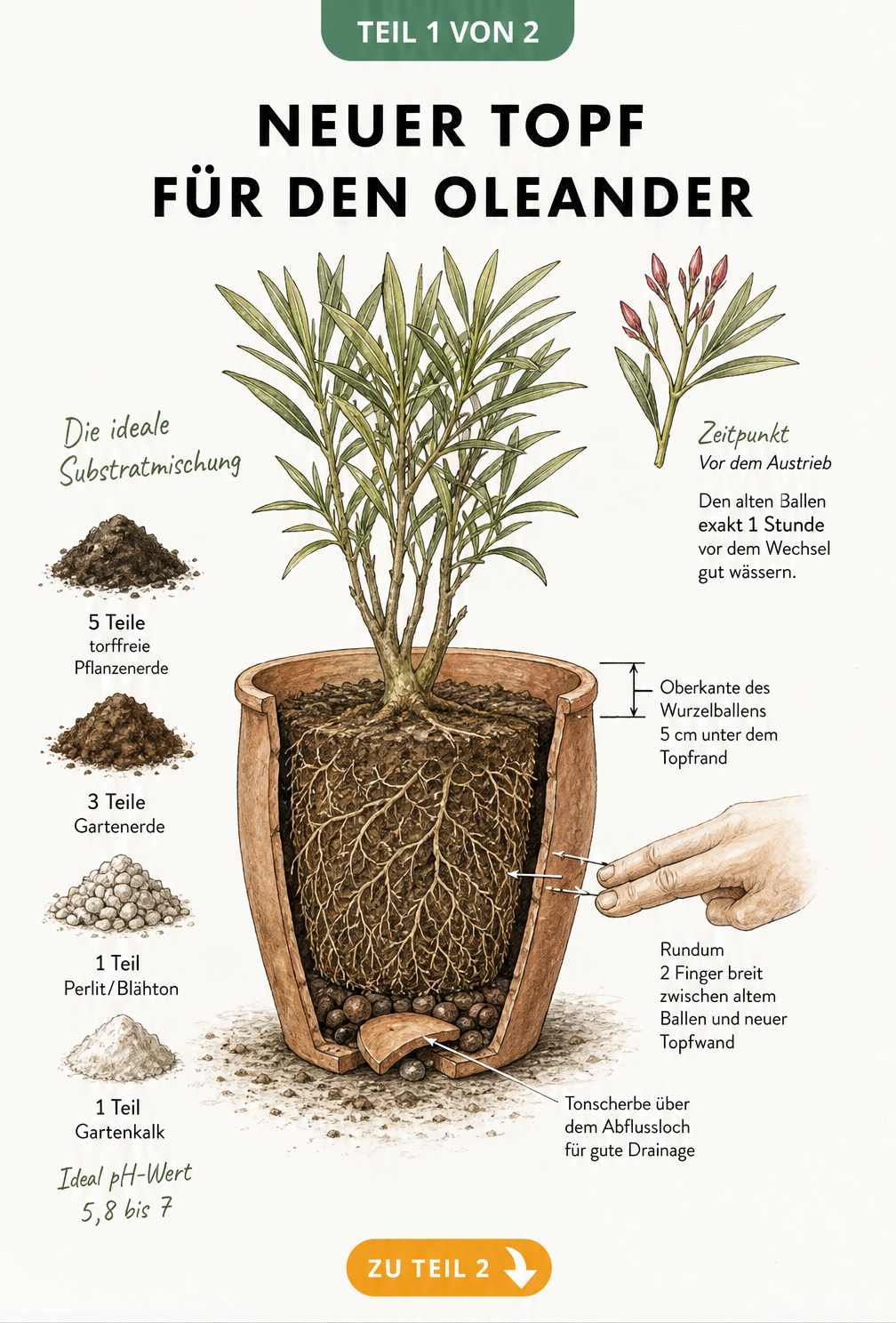 Illustration eines Oleanders im Querschnitt eines Terrakotta-Topfes mit Substratmischung und Pflanzabständen