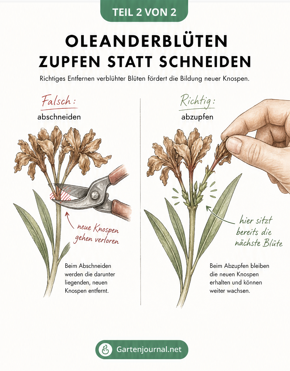 Vergleichszeichnung: Falsches Abschneiden einer verblühten Oleanderdolde mit der Gartenschere zerstört neue Knospen, während richtiges Abzupfen mit den Fingern...