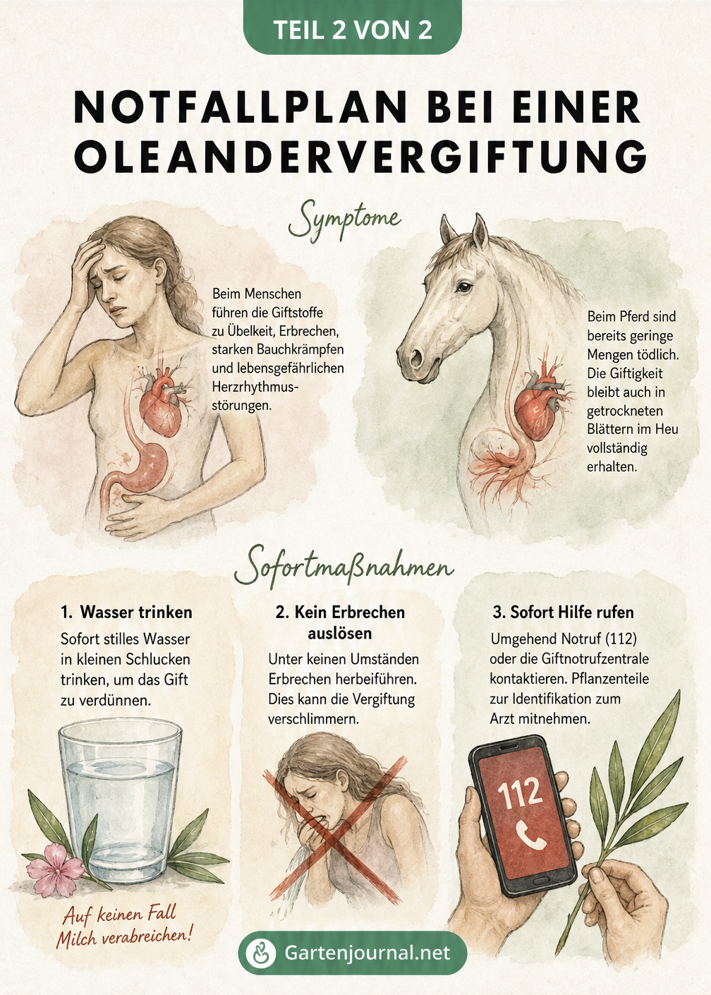 Illustration von Mensch und Pferd mit Symptomen einer Oleandervergiftung sowie Handlungsanweisungen für den Notfall