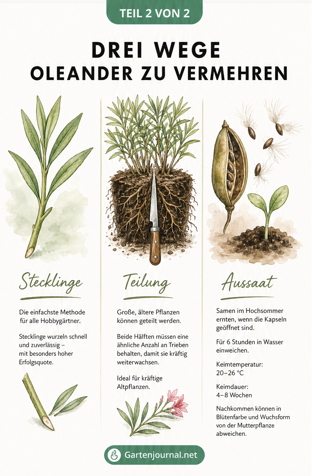 Illustration der drei Methoden zur Oleander-Vermehrung: Stecklinge, Teilung des Wurzelballens und Aussaat von Samen.