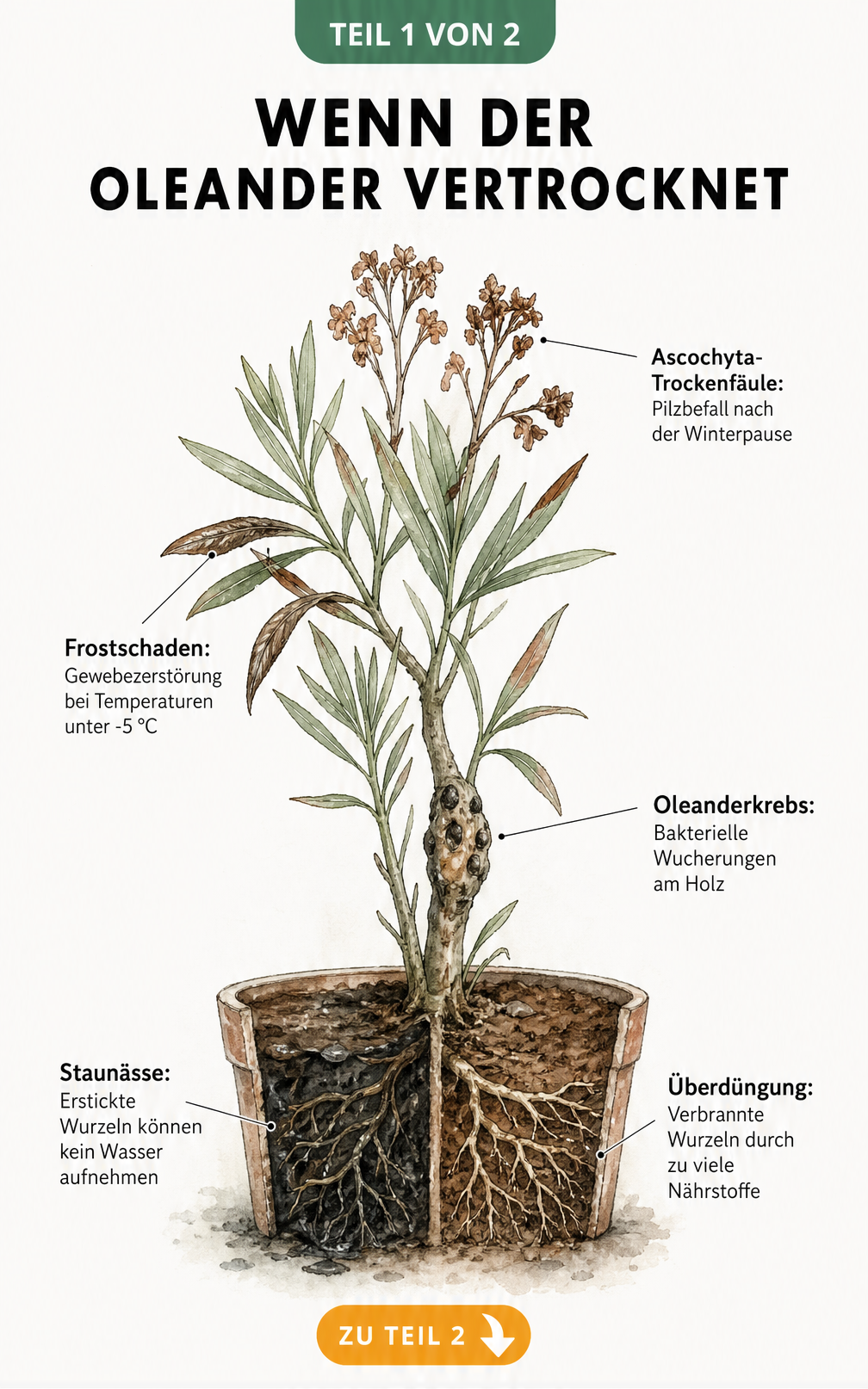 Botanische Illustration eines Oleanderzweigs mit Wurzelballen, die Schadbilder wie Ascochyta-Trockenfäule, Frostschaden, Oleanderkrebs, Staunässe und...
