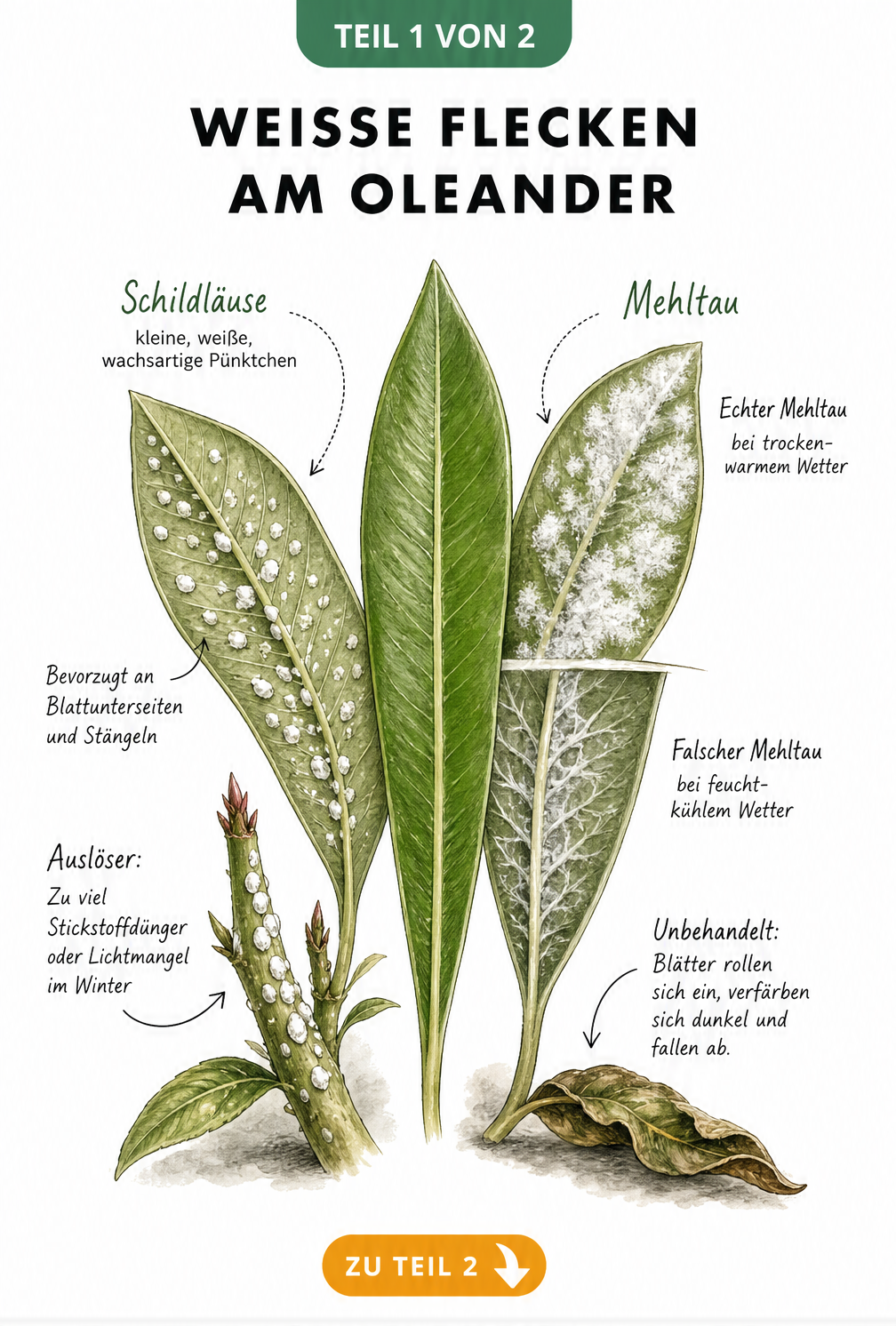 Botanische Illustration eines Oleanderblatts mit weißen Flecken, die den Unterschied zwischen Schildläusen und Mehltau zeigt