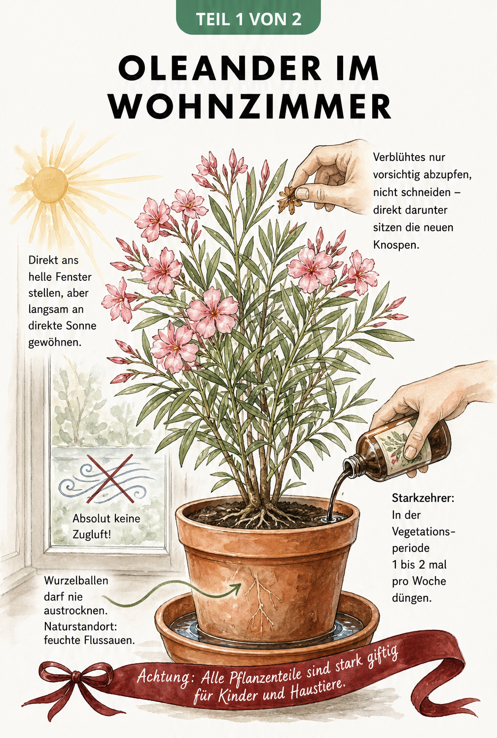 Illustration eines blühenden Oleanders im Terrakotta-Kübel vor einem hellen Fenster mit Pflegehinweisen zu Licht, Wasser und Dünger