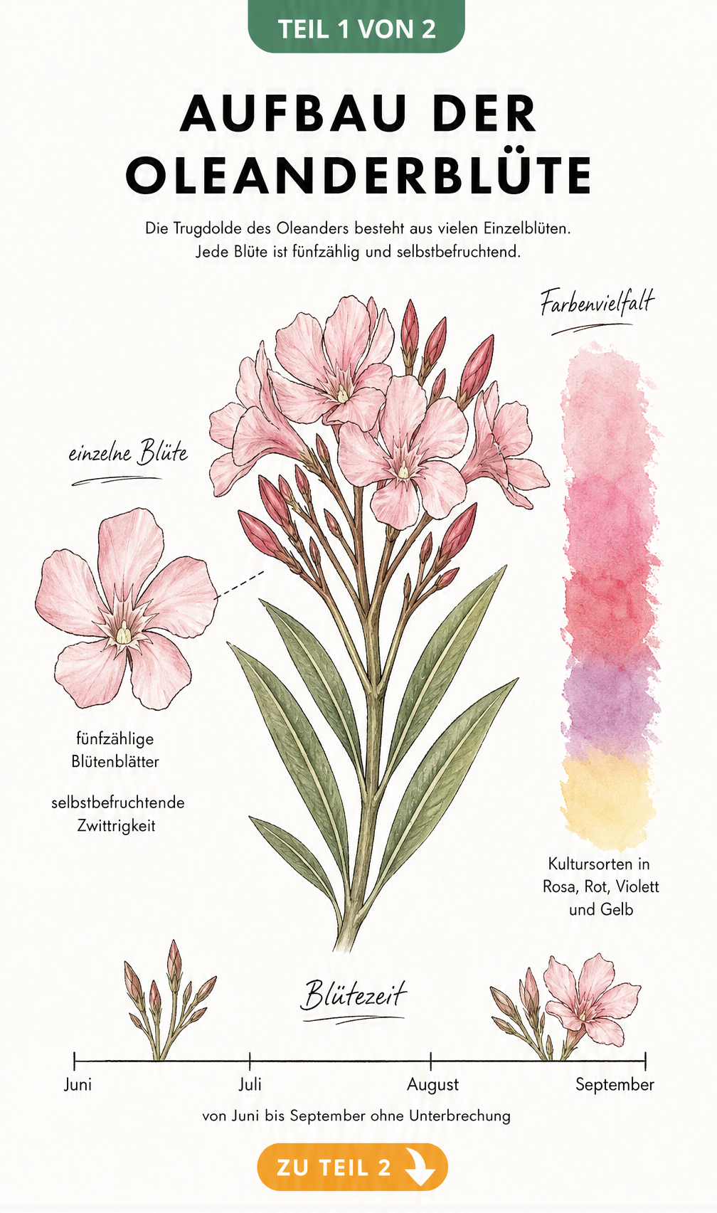 Botanische Illustration einer Oleanderblüte mit Detailansicht der fünfzähligen Blütenblätter, Farbspektrum und Zeitstrahl der Blütezeit von Juni bis September.