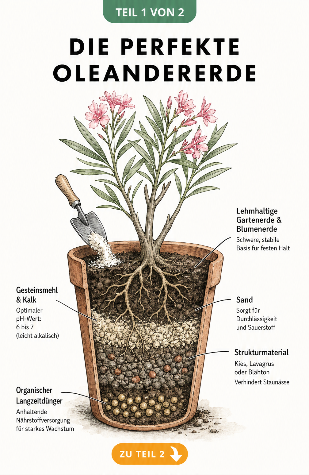 Querschnitt eines Terrakottatopfs mit Oleander, der die verschiedenen Erdschichten wie Lehm, Sand und Strukturmaterial zeigt.