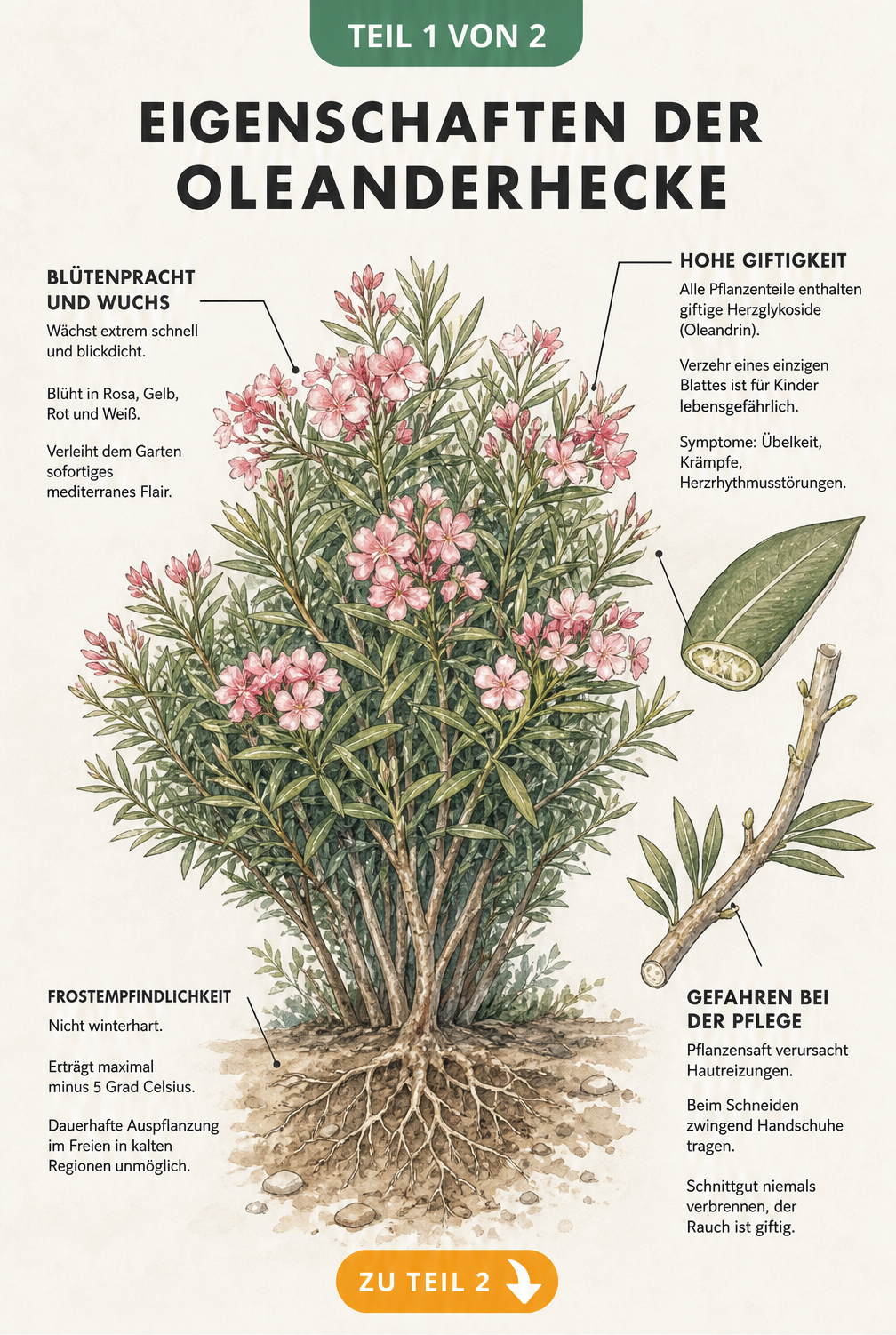Botanische Illustration eines Oleanderstrauchs mit Hinweisen zu Wuchs, Frostempfindlichkeit, Giftigkeit und Pflege