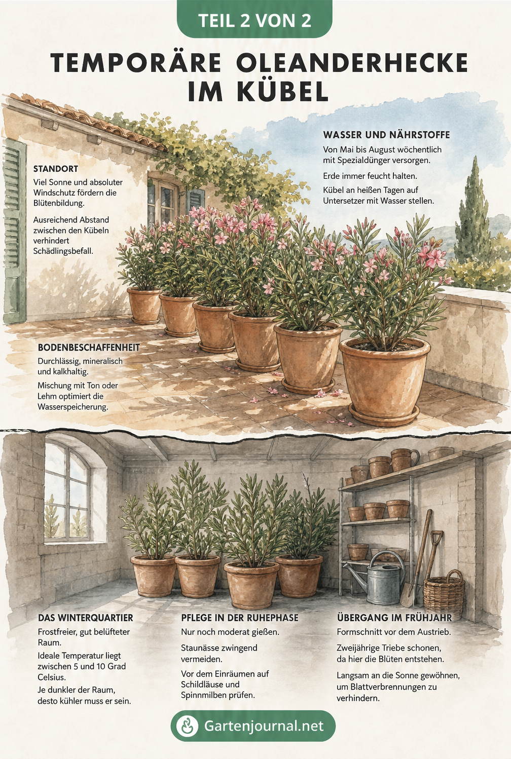 Illustration einer Oleanderhecke im Kübel auf einer Sommerterrasse und im Winterquartier mit Pflegetipps