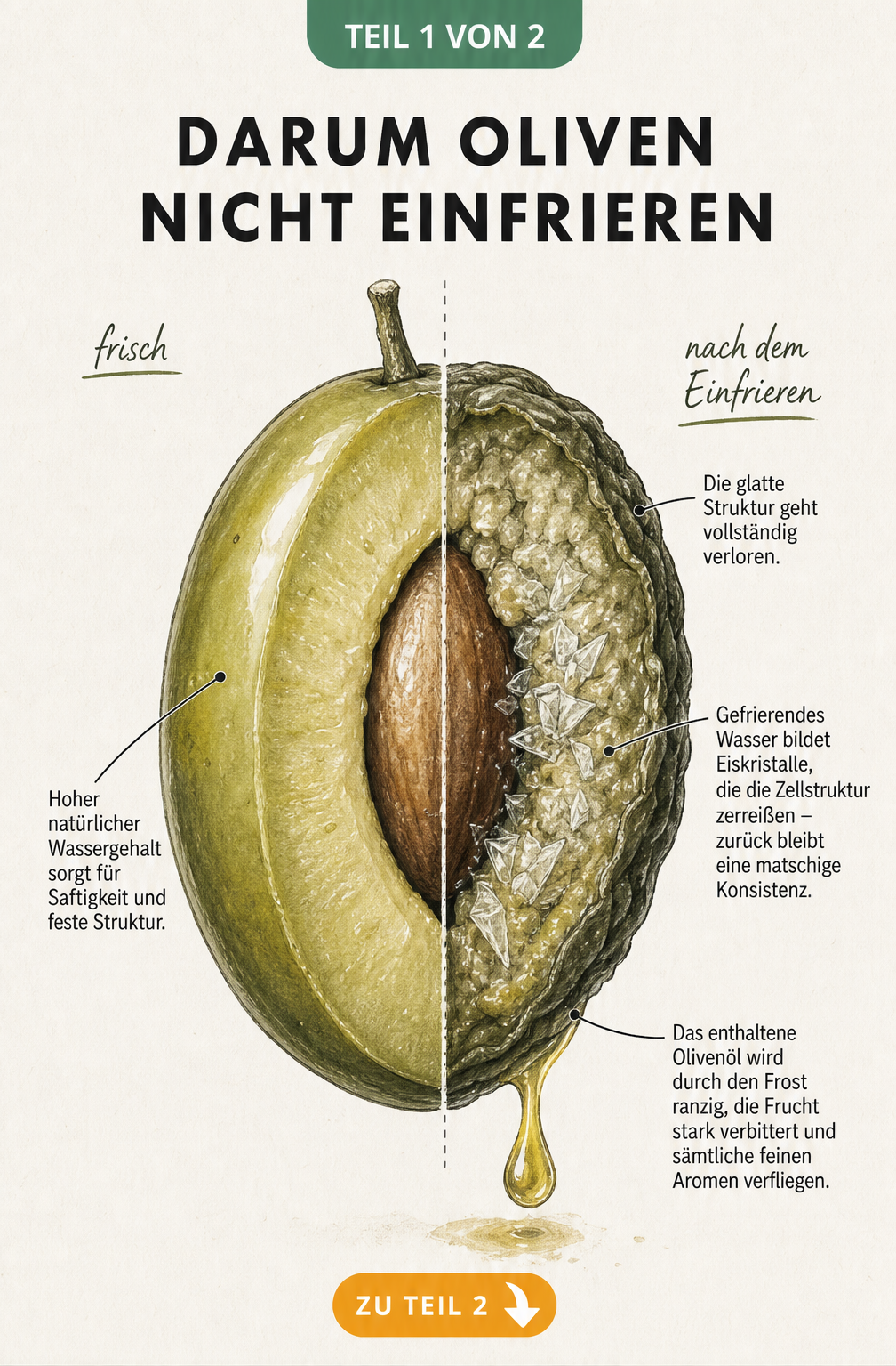 Botanische Illustration einer Olive im Querschnitt: links frisch und prall, rechts nach dem Einfrieren schrumpelig mit Eiskristallen im Fruchtfleisch.