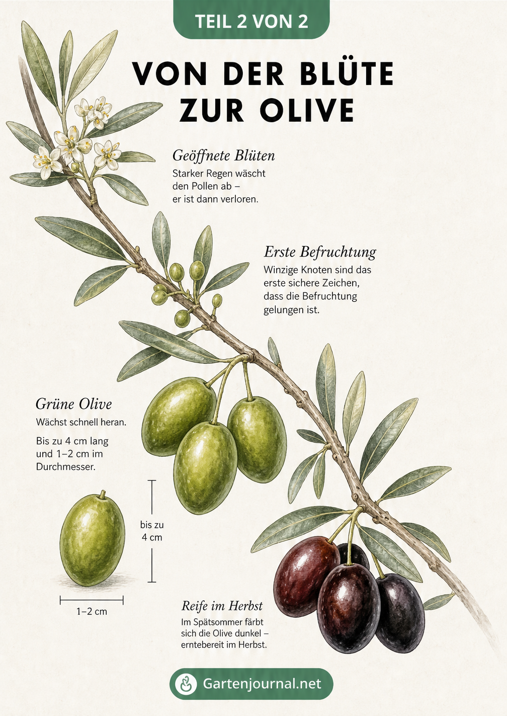 Illustration eines Olivenzweigs, der die Entwicklung von der Blüte über kleine grüne Knoten bis hin zur reifen schwarzen Olive zeigt.