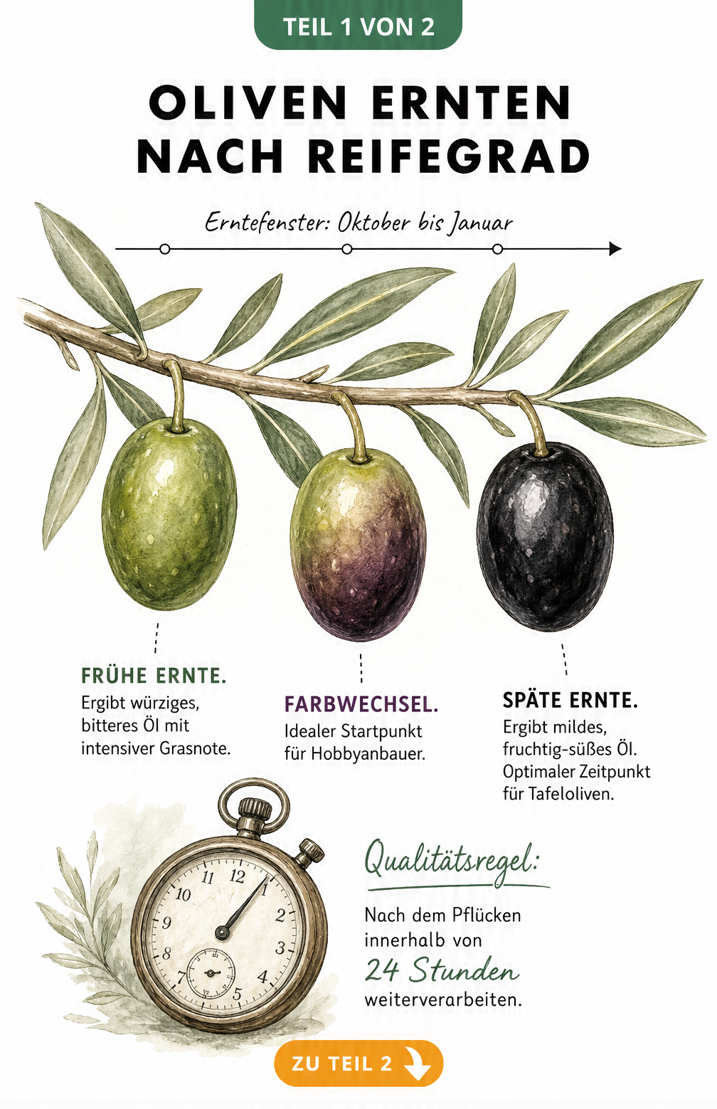 Olivenzweig mit drei Oliven in verschiedenen Reifestadien von grün bis schwarz und einem Zeitstrahl von Oktober bis Januar.