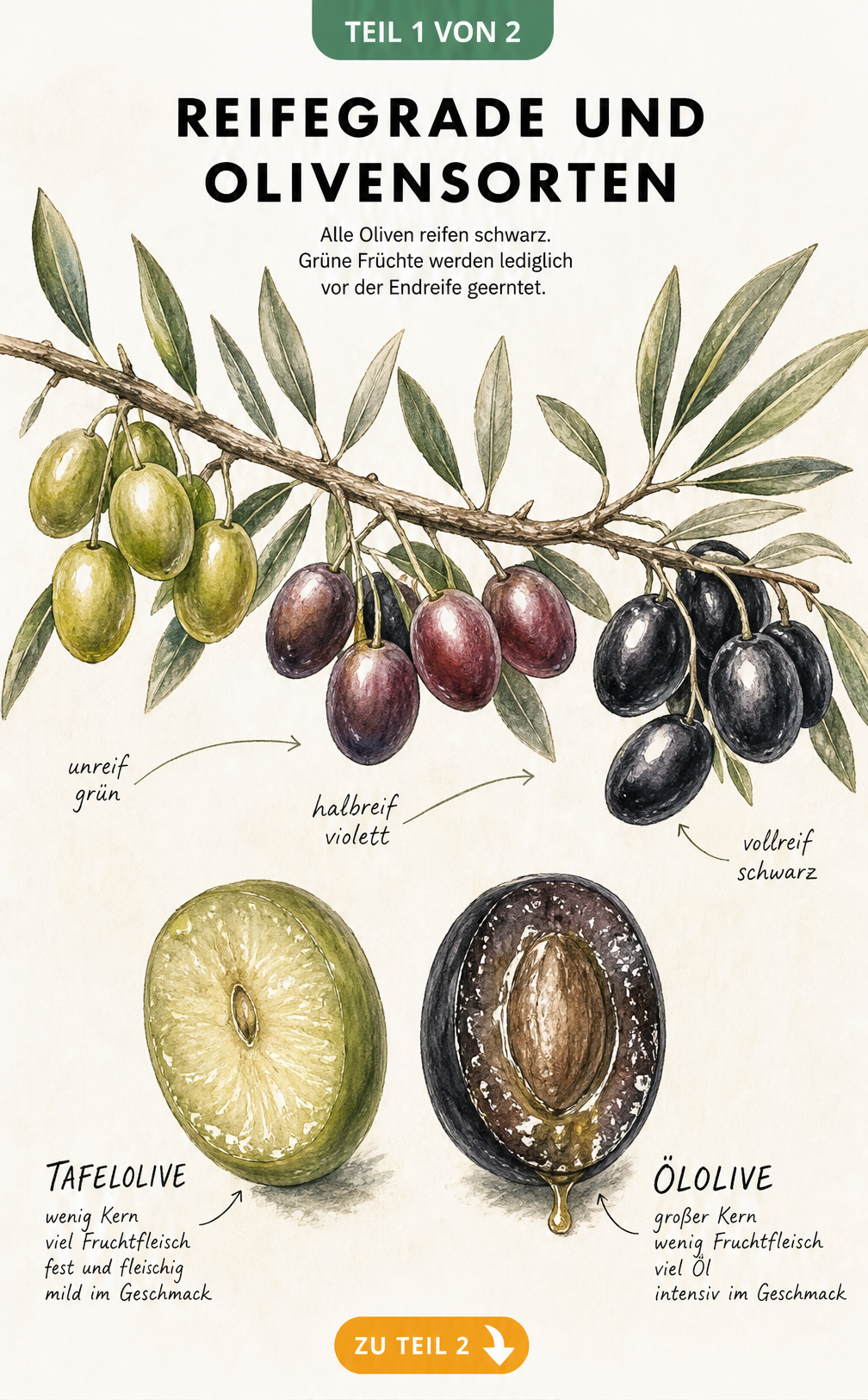 Botanische Illustration eines Olivenzweigs mit grünen, violetten und schwarzen Oliven sowie Querschnitte von Tafel- und Öloliven