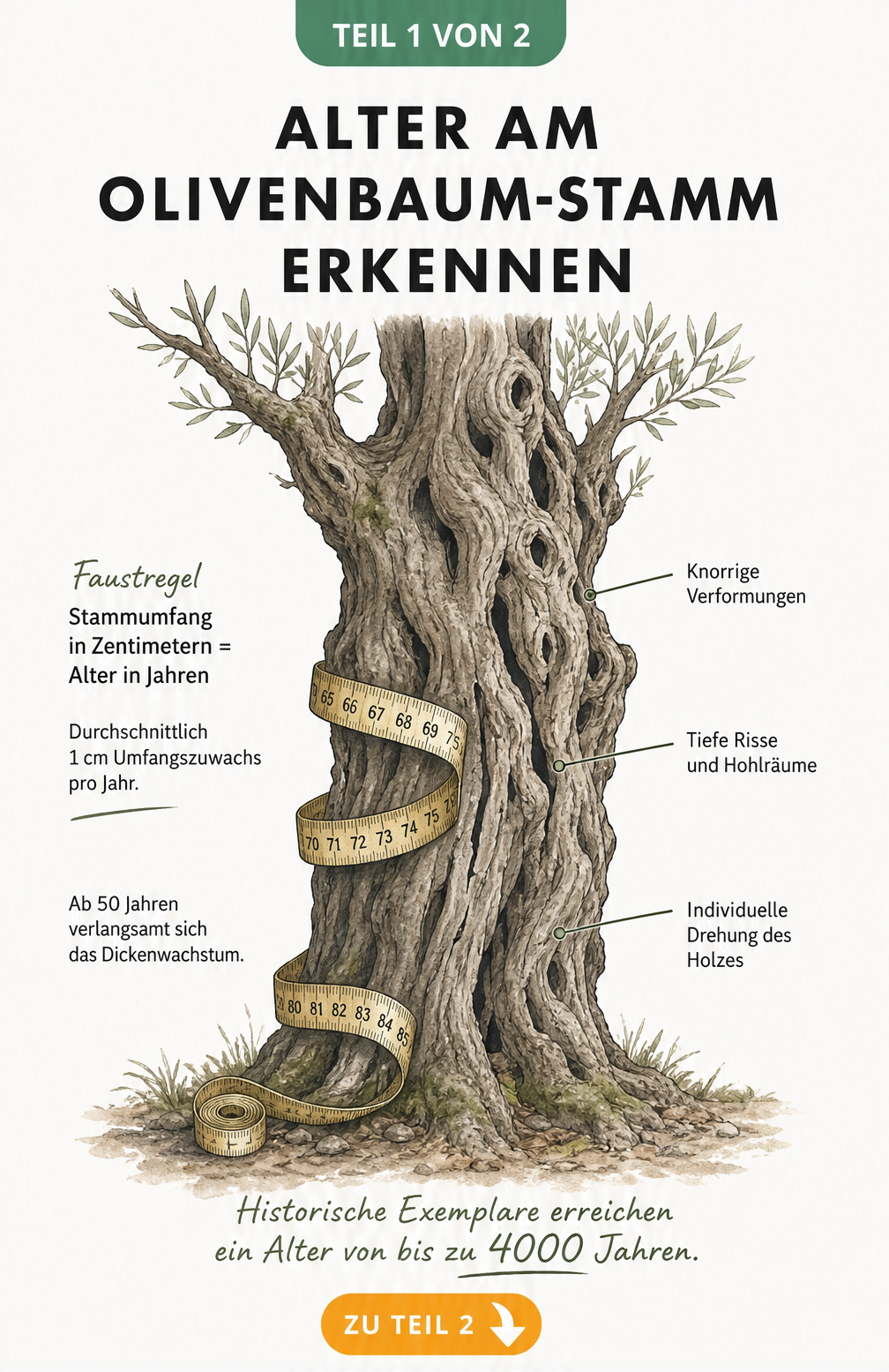 Illustration eines alten Olivenbaum-Stammes mit Maßband zur Altersbestimmung