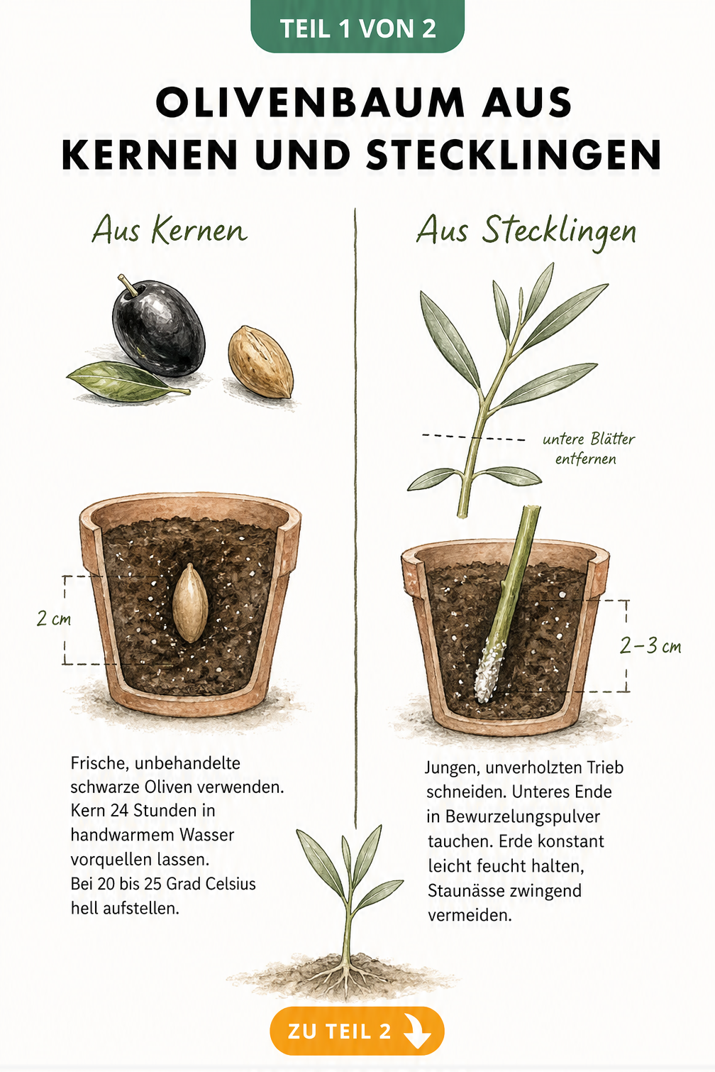 Illustration der Anzucht eines Olivenbaums aus Kernen und Stecklingen im Querschnitt