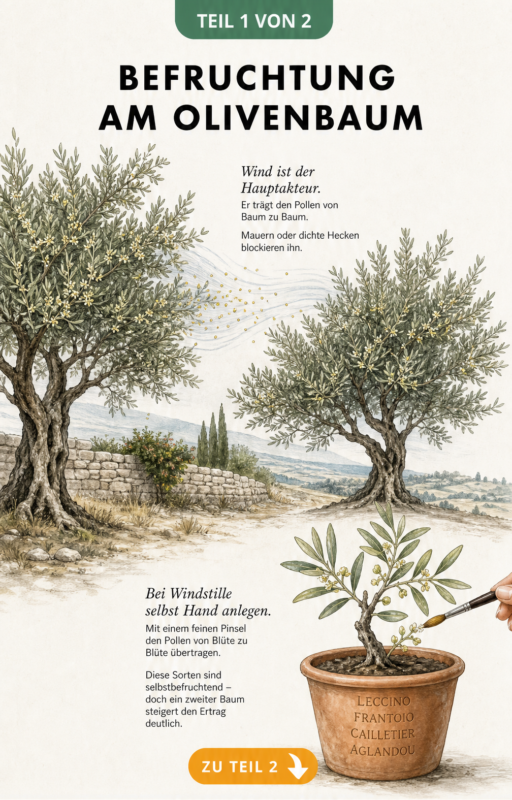 Zeichnung von zwei Olivenbäumen im Freiland, bei denen der Wind Pollen überträgt, sowie ein Olivenbaum im Kübel, der manuell mit einem Pinsel bestäubt wird.