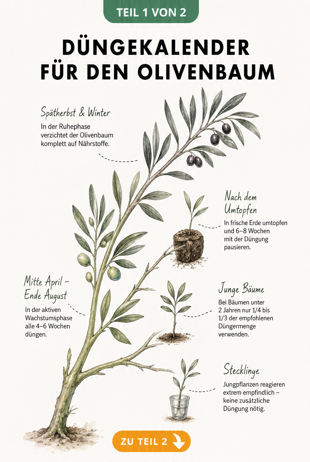 Botanische Illustration eines Olivenzweigs als Düngekalender mit Wachstums- und Ruhephasen