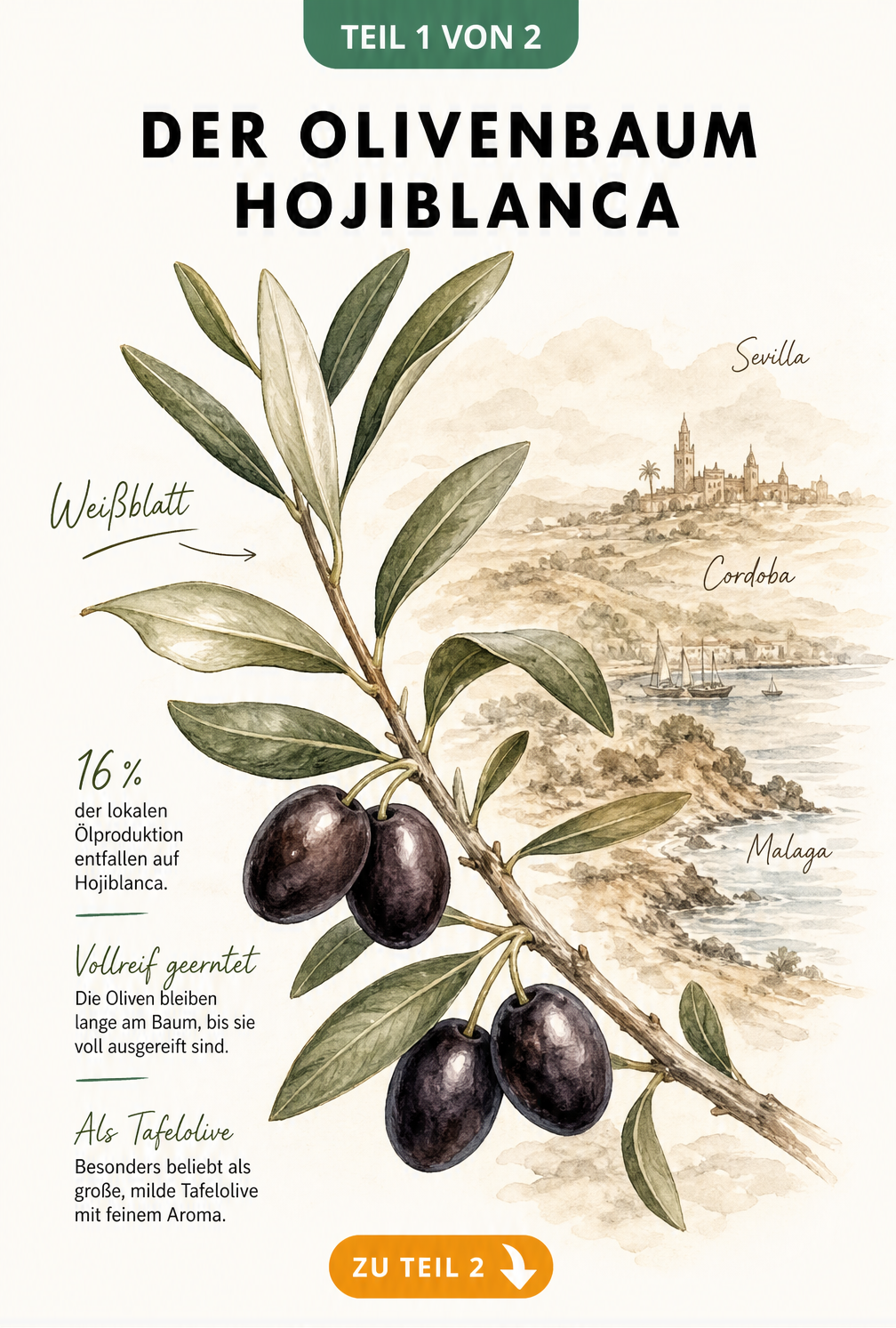 Botanische Illustration eines Olivenzweigs der Sorte Hojiblanca mit reifen Oliven und andalusischer Küstenlinie