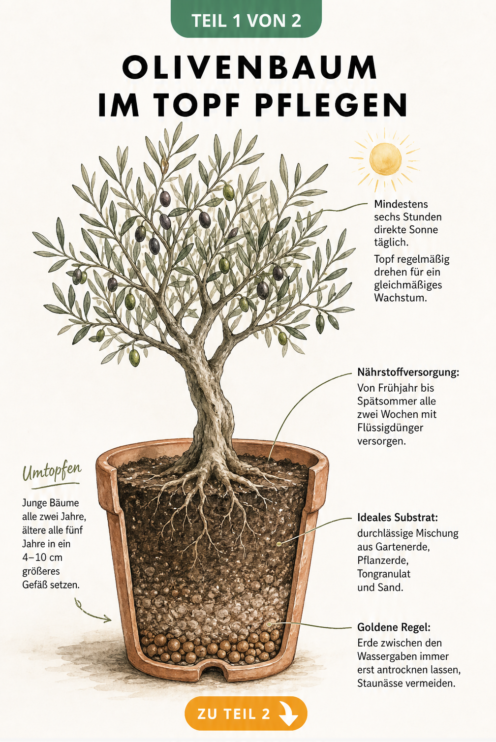 Querschnitt-Illustration eines Olivenbaums im Terrakottatopf mit Hinweisen zu Sonne, Dünger, Substrat und Drainage