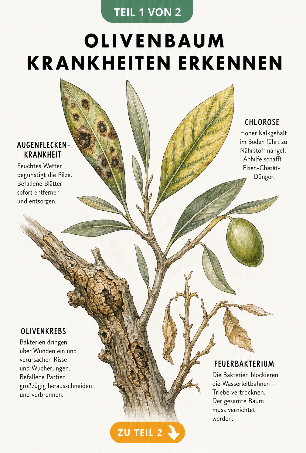 Botanische Illustration eines Olivenzweigs mit Krankheitsbildern wie Augenfleckenkrankheit, Chlorose, Olivenkrebs und Feuerbakterium