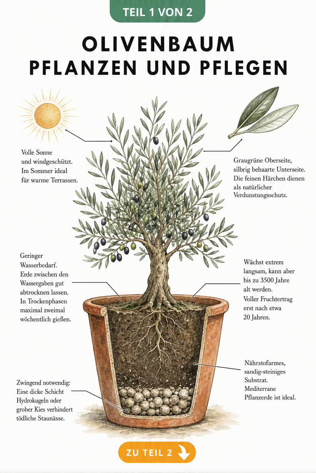 Botanische Illustration eines Olivenbaums im Terrakotta-Kübel mit Pflegehinweisen zu Standort, Gießen und Erde