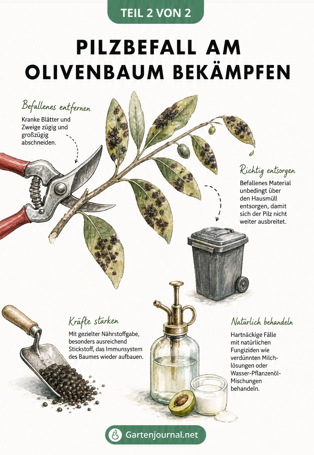 Illustration eines Olivenzweigs mit Pilzflecken, einer Gartenschere beim Abschneiden kranker Blätter, Entsorgung im Hausmüll und natürlichen Fungiziden.