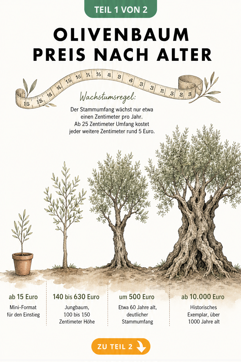 Illustration der Preisentwicklung eines Olivenbaums nach Alter und Größe, von der Jungpflanze bis zum historischen Baum.
