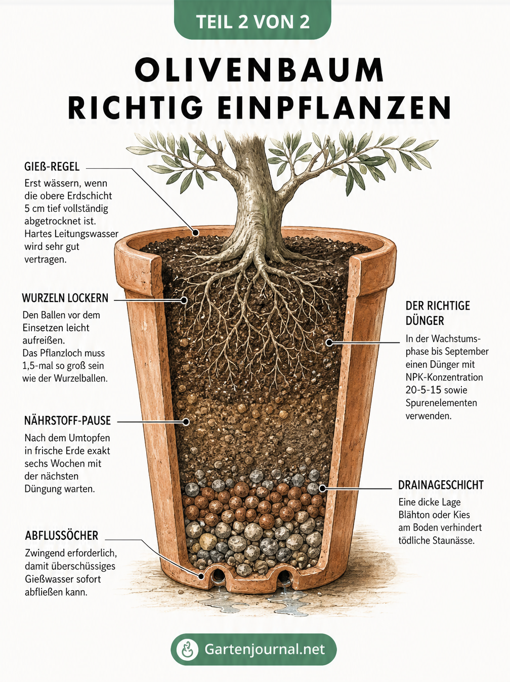 Querschnitt eines Terrakotta-Kübels mit einem Olivenbaum, der die Drainageschicht, Erdschicht und den Wurzelballen zeigt