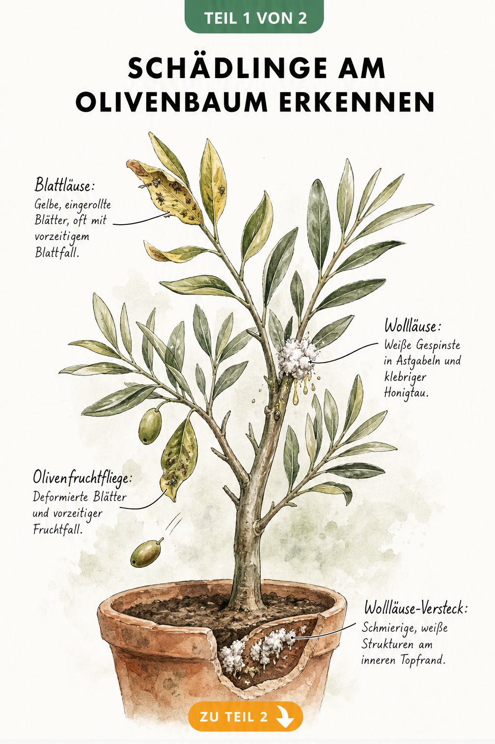 Botanische Illustration eines Olivenzweigs mit Schadbildern von Blattläusen, Wollläusen und der Olivenfruchtfliege