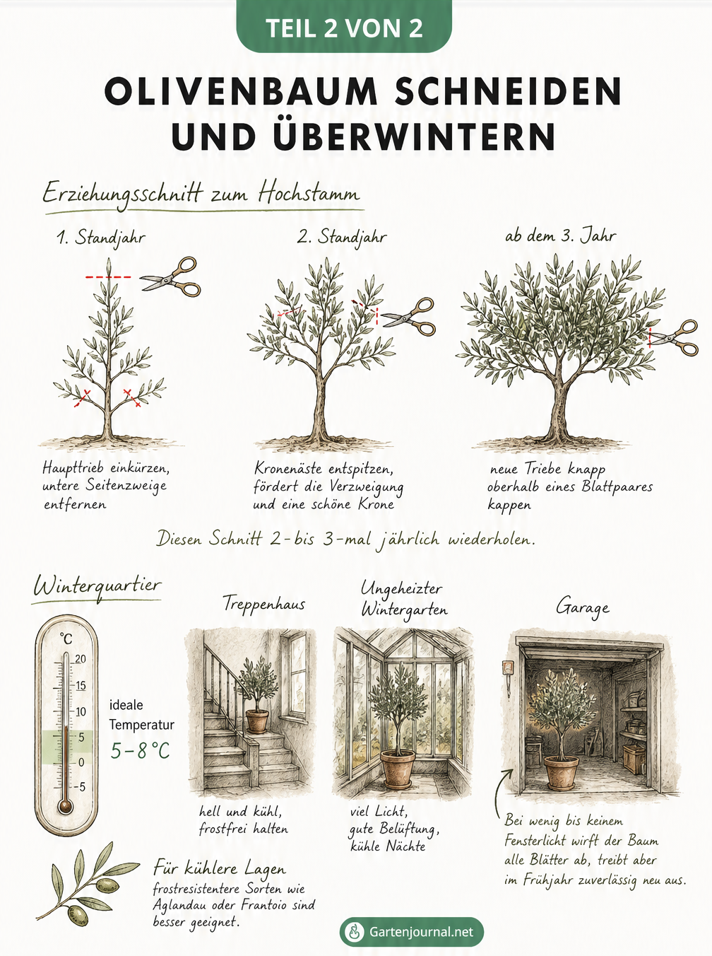 Illustration zum Erziehungsschnitt eines Olivenbaums in drei Phasen und Tipps zur Überwinterung