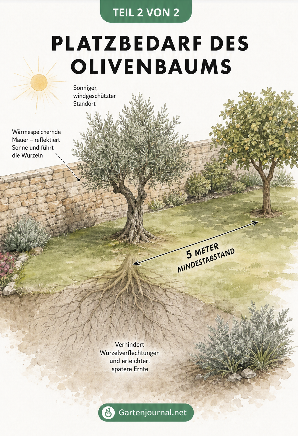 Isometrische Gartenansicht eines Olivenbaums vor einer Steinwand mit Maßlinie für den Mindestabstand