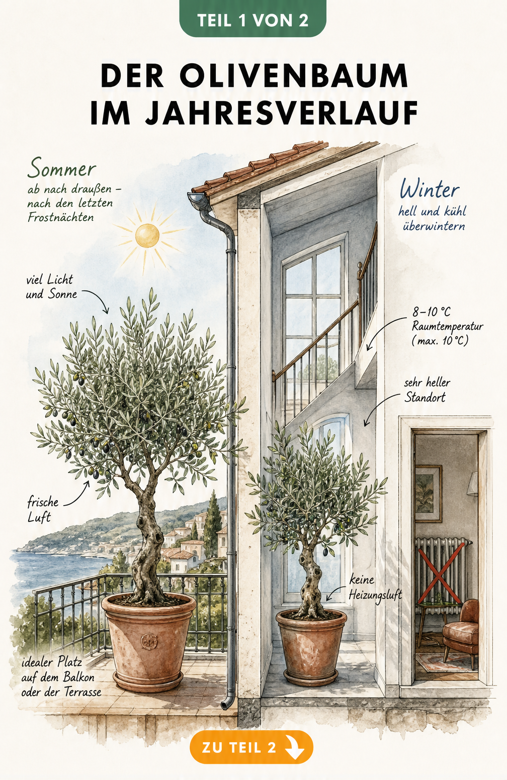 Illustration eines Olivenbaums im Sommer auf dem Balkon und im Winter im kühlen Treppenhaus