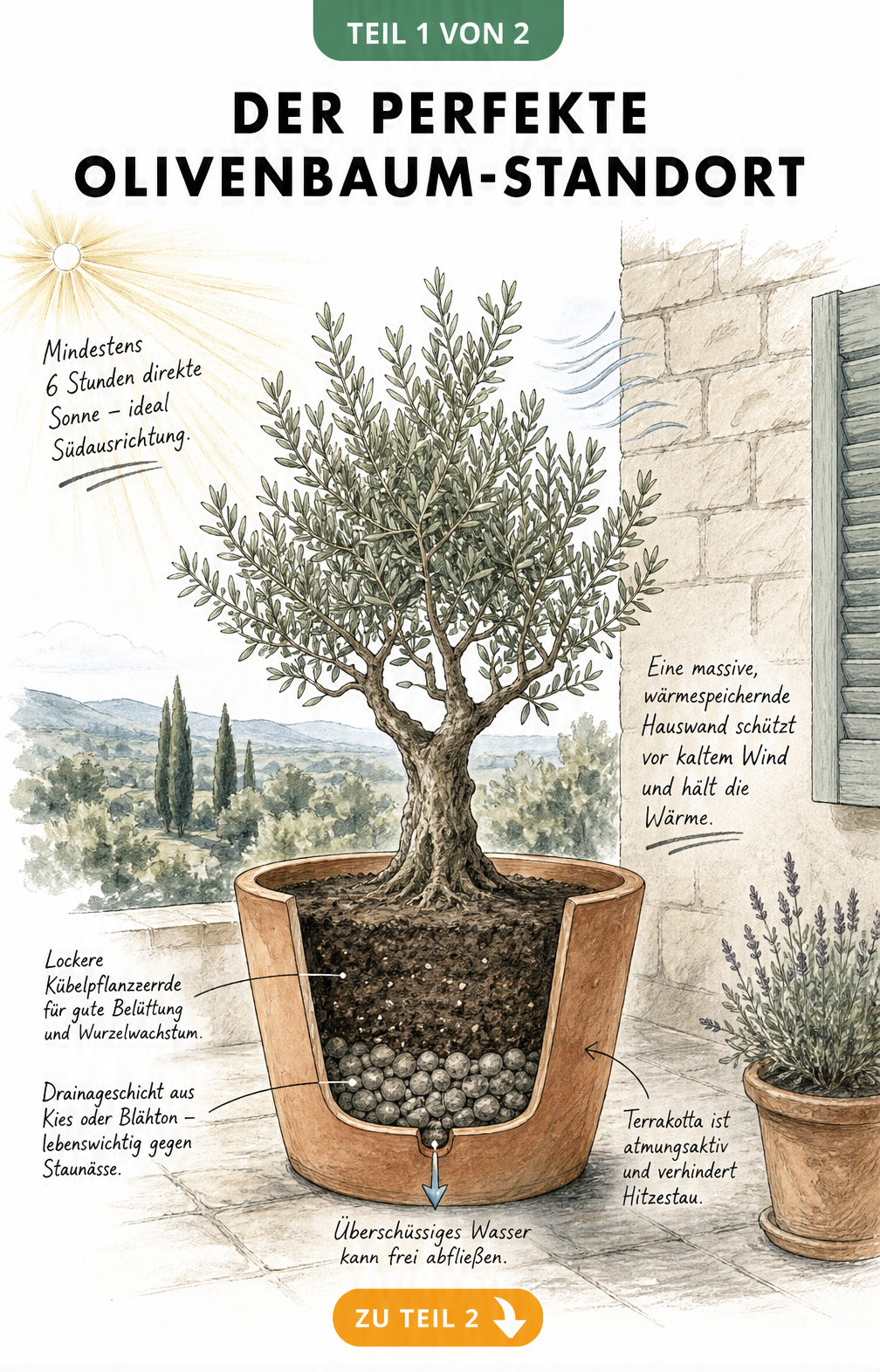 Illustration eines Olivenbaums im Topf auf einer Terrasse mit Hinweisen zu Sonneneinstrahlung, Windschutz und Drainage