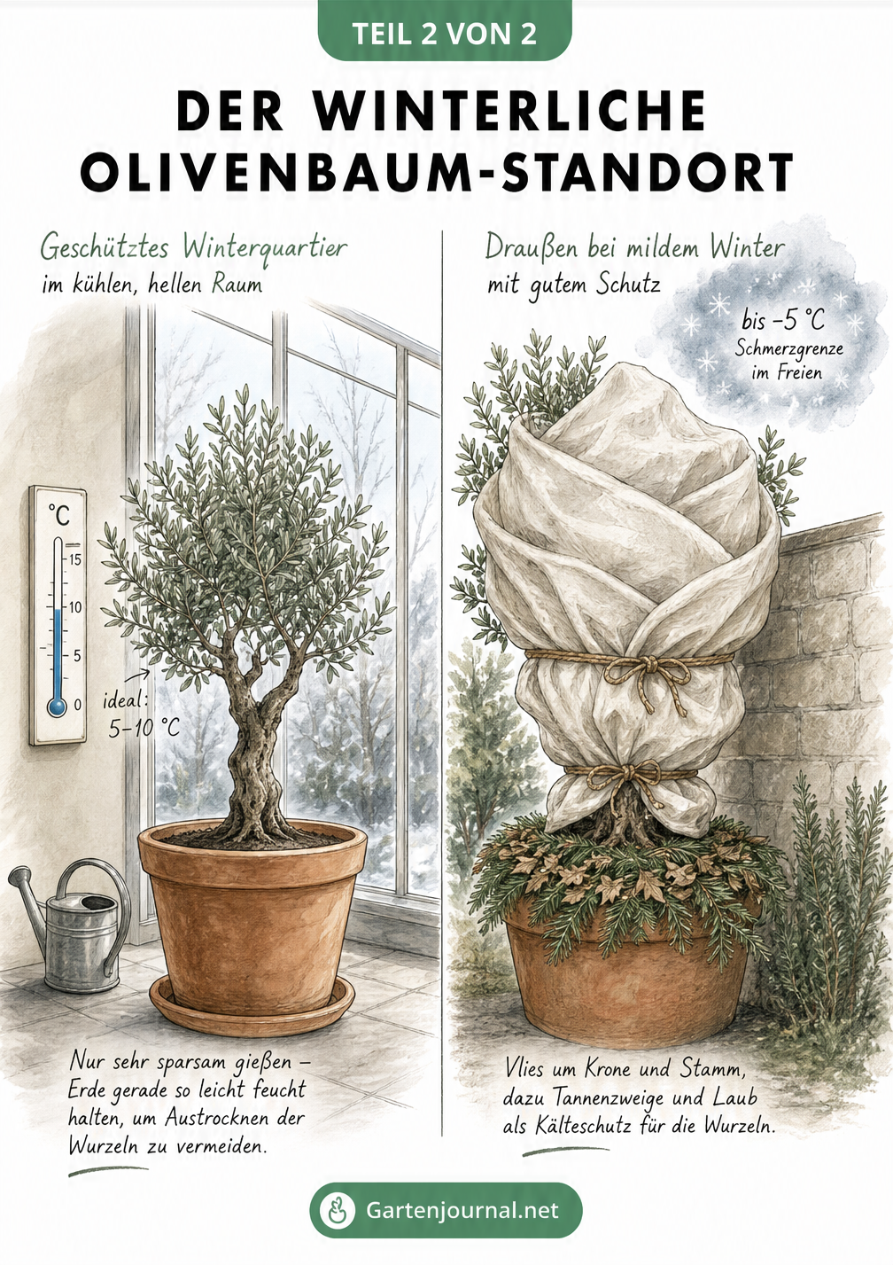 Zweigeteilte Illustration: Olivenbaum im hellen Wintergarten bei 5 bis 10 Grad und Olivenbaum im Freien mit Winterschutz aus Vlies und Laub