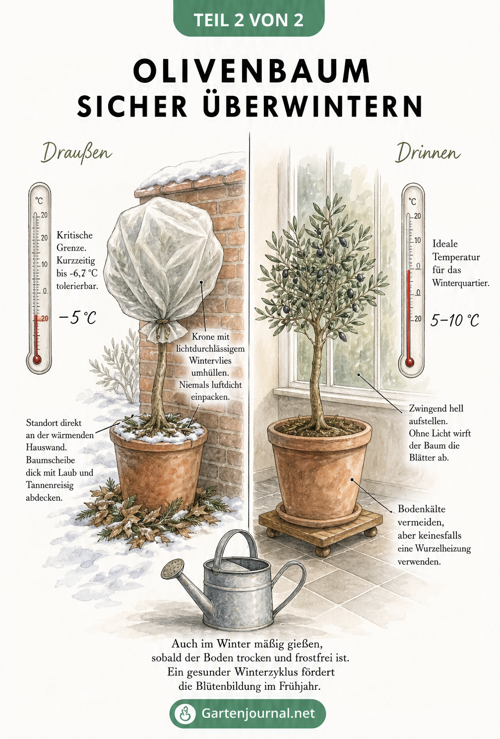 Illustration zur Überwinterung eines Olivenbaums draußen mit Wintervlies und drinnen im hellen Winterquartier