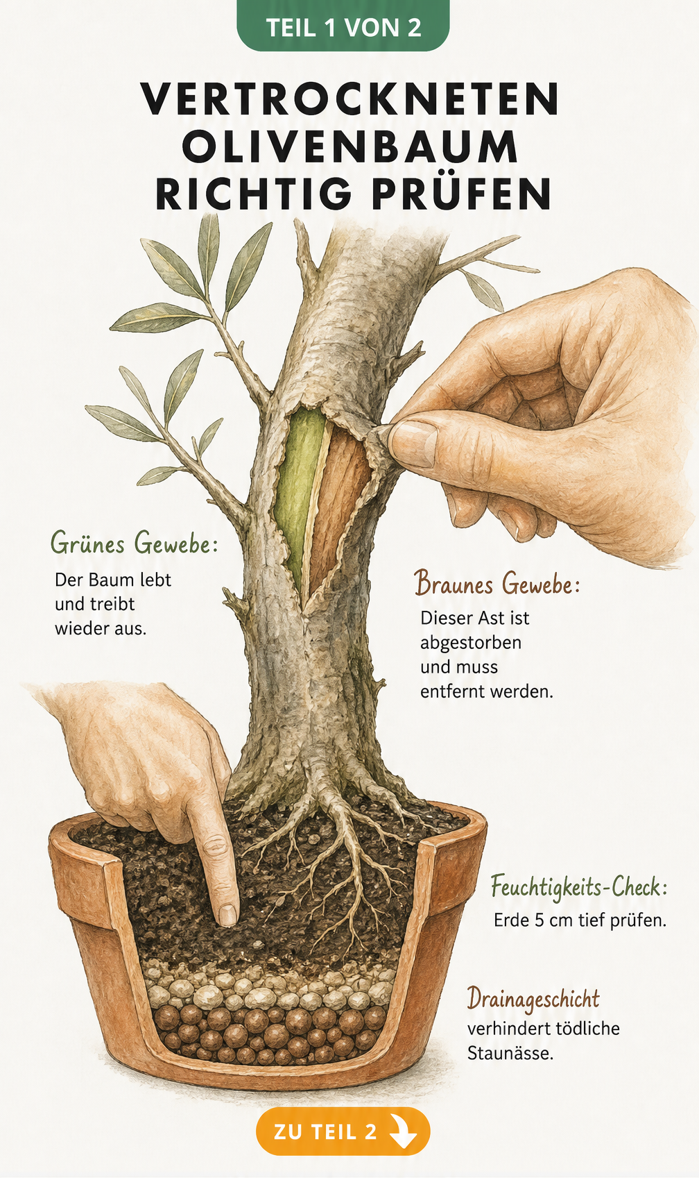 Illustration eines Olivenzweigs mit freigelegter Rinde zur Prüfung auf grünes oder braunes Gewebe sowie ein Querschnitt eines Pflanztopfes mit Drainageschicht.