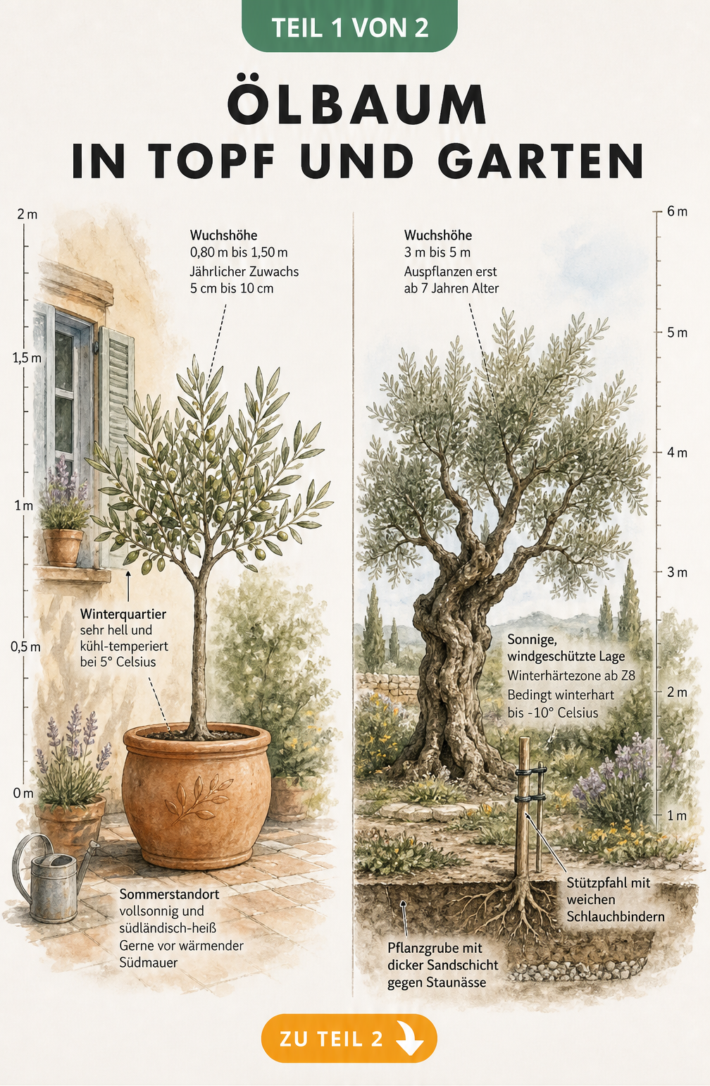 Illustration eines Olivenbaums im Topf und im Garten mit Wuchshöhen und Standortbedingungen
