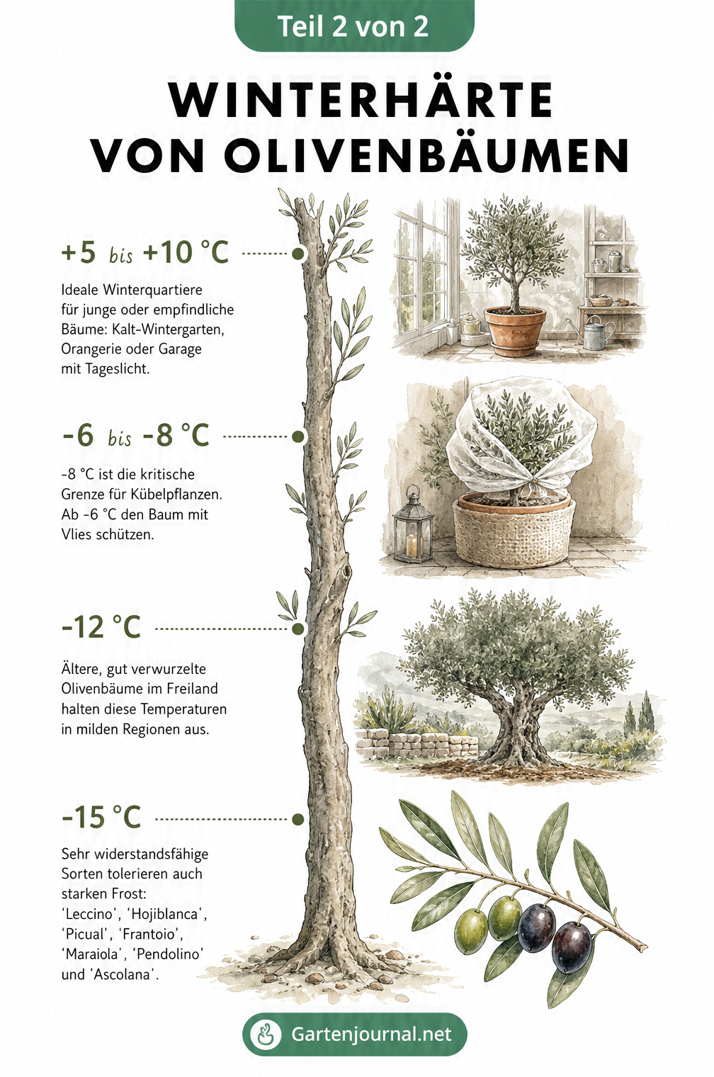 Illustrierte Temperaturachse, die zeigt, welche Temperaturen Olivenbäume im Winterquartier, im Kübel und im Freiland aushalten.