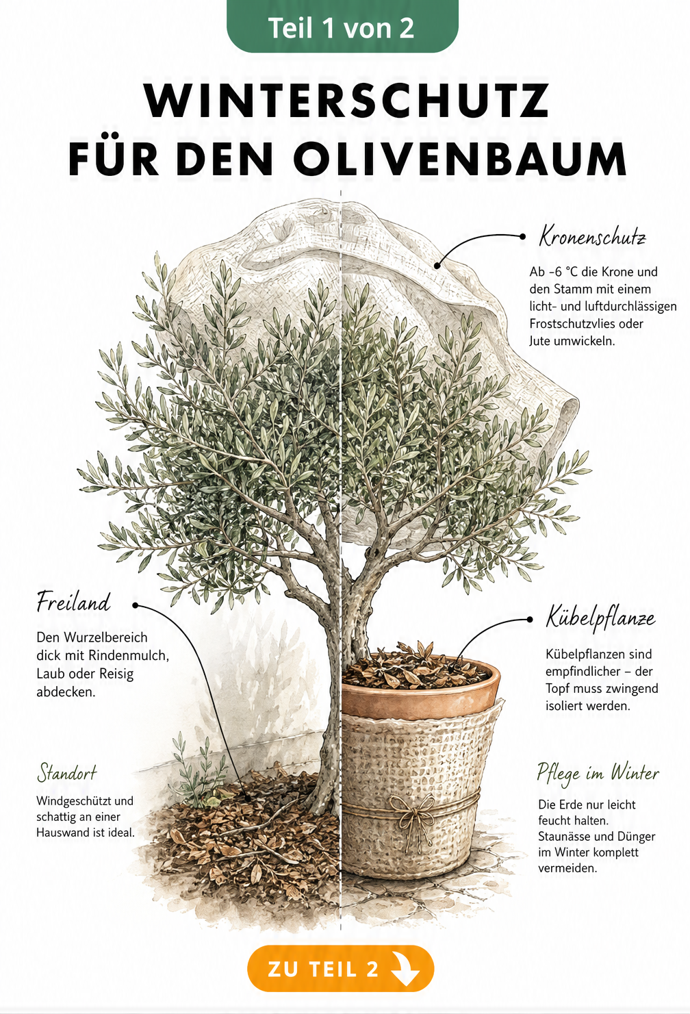 Botanische Illustration eines Olivenbaums, der im Freiland und im Kübel überwintert, mit Hinweisen zu Frostschutzvlies und Rindenmulch.