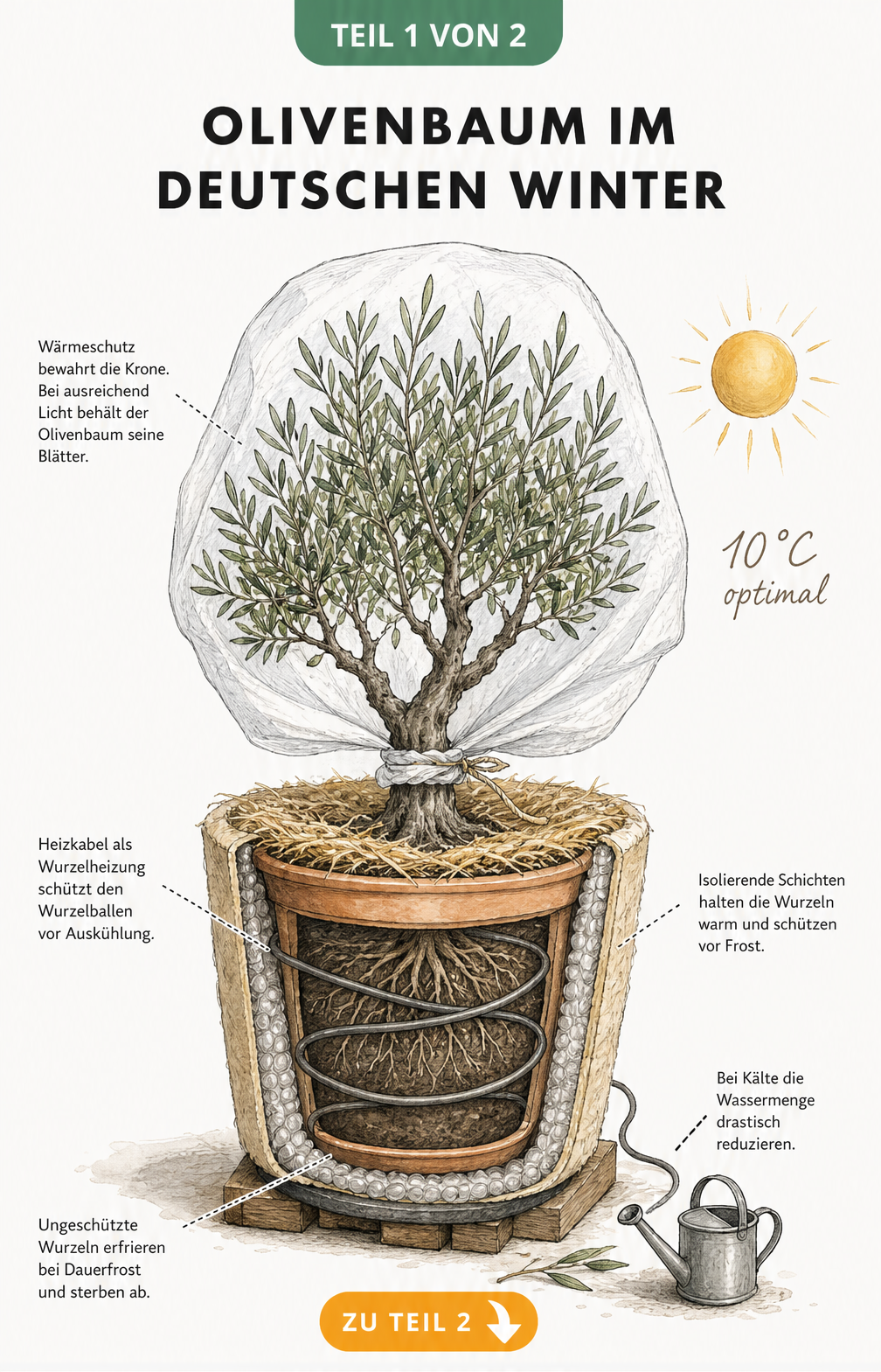 Botanische Illustration eines Olivenbaums im Kübel mit Wärmeschutzmatte, Heizkabel und Temperaturangabe von 10 Grad Celsius