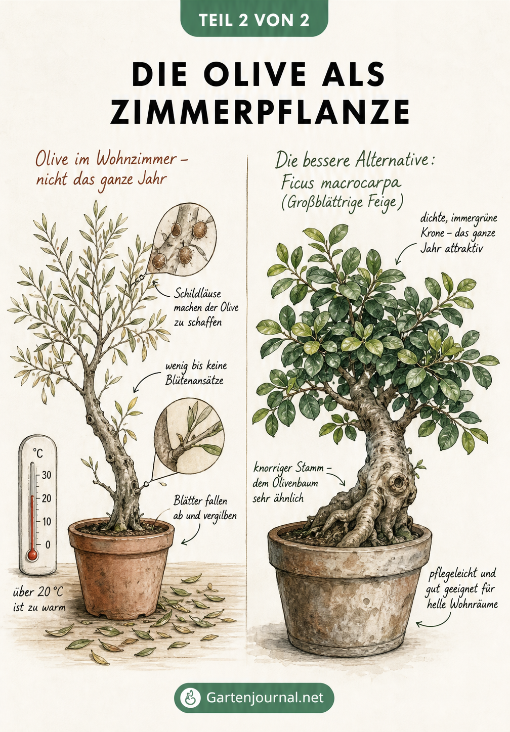 Vergleich zwischen einem kranken Olivenbaum im warmen Wohnzimmer und einem gesunden Ficus macrocarpa