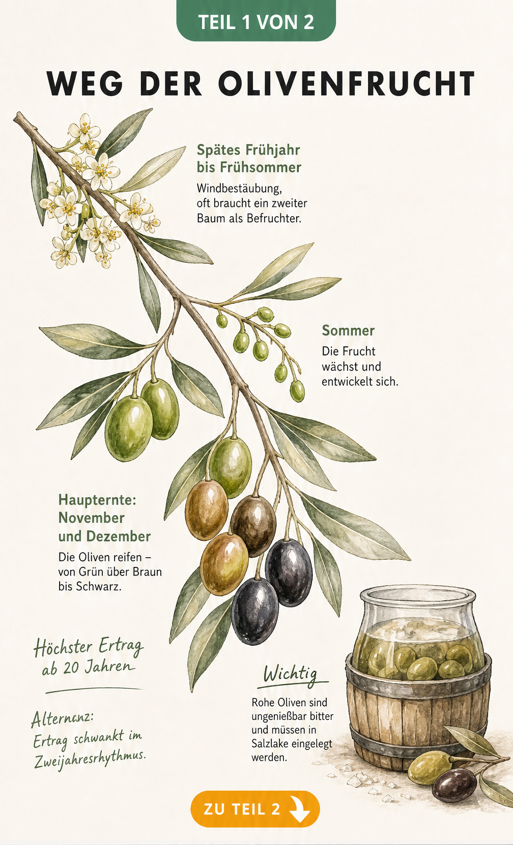 Botanische Illustration eines Olivenzweigs, der die Entwicklung der Olivenfrucht von der Blüte im Frühjahr bis zur schwarzen Olive im Winter zeigt.