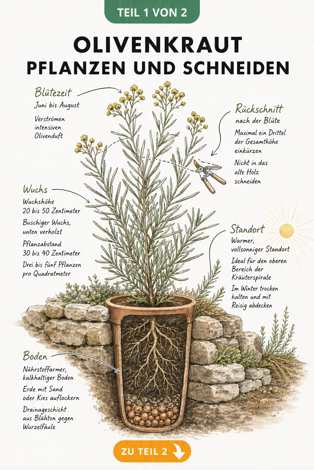 Botanische Illustration eines Olivenkrauts im Querschnitt mit Hinweisen zu Standort, Pflanzabstand und Rückschnitt
