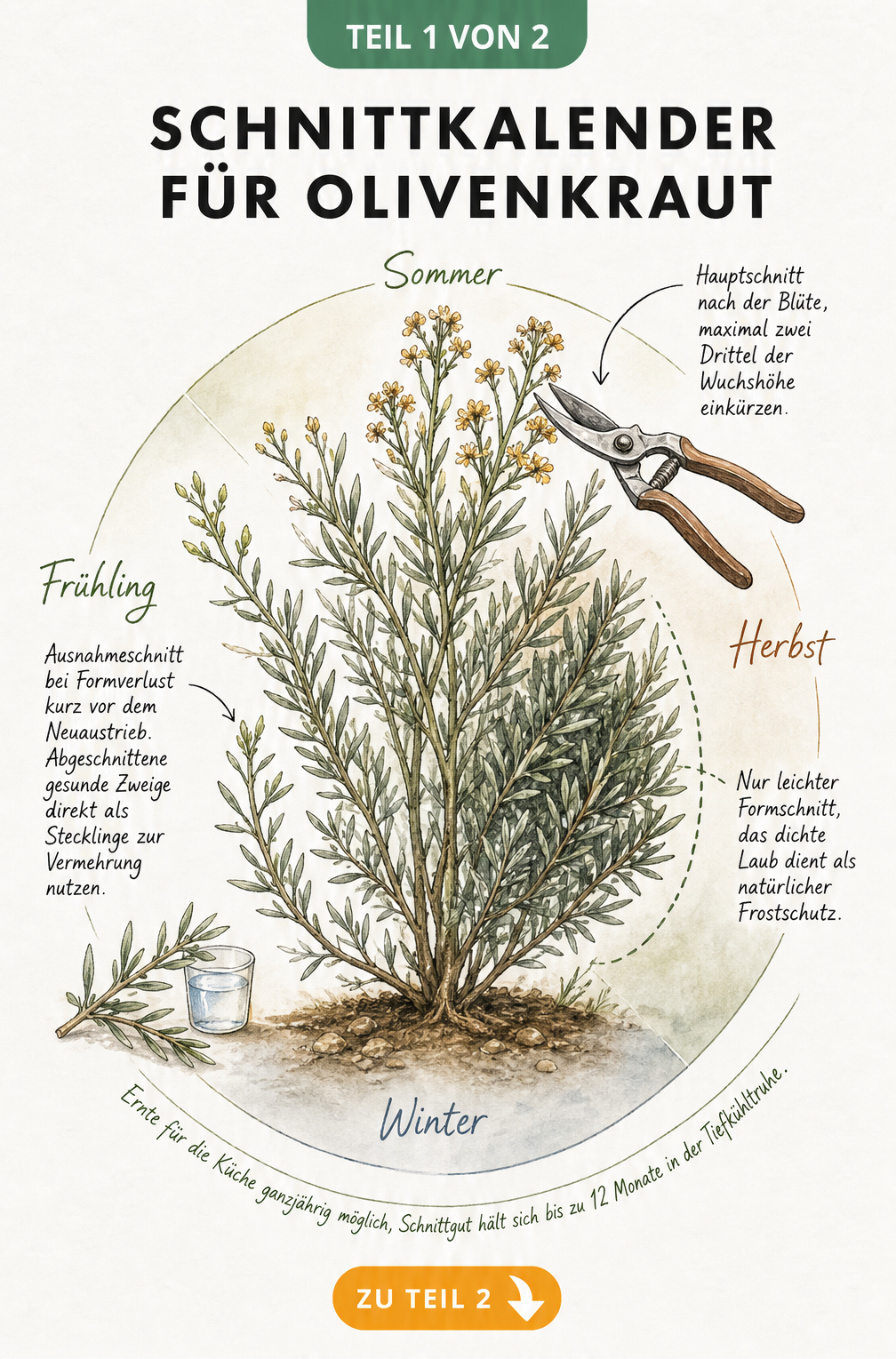 Botanische Jahresuhr zeigt den Schnittkalender für Olivenkraut mit Hauptschnitt im Sommer, Formschnitt im Herbst und Ausnahmeschnitt im Frühjahr.