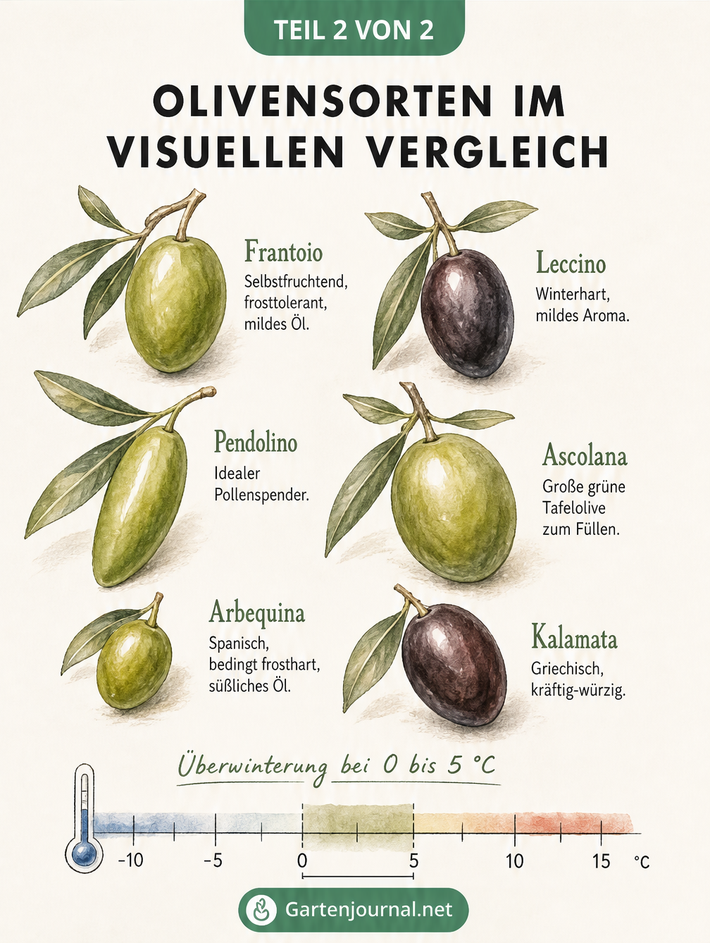Illustration von sechs verschiedenen Olivensorten wie Frantoio, Leccino und Kalamata mit ihren typischen Eigenschaften und Blättern.