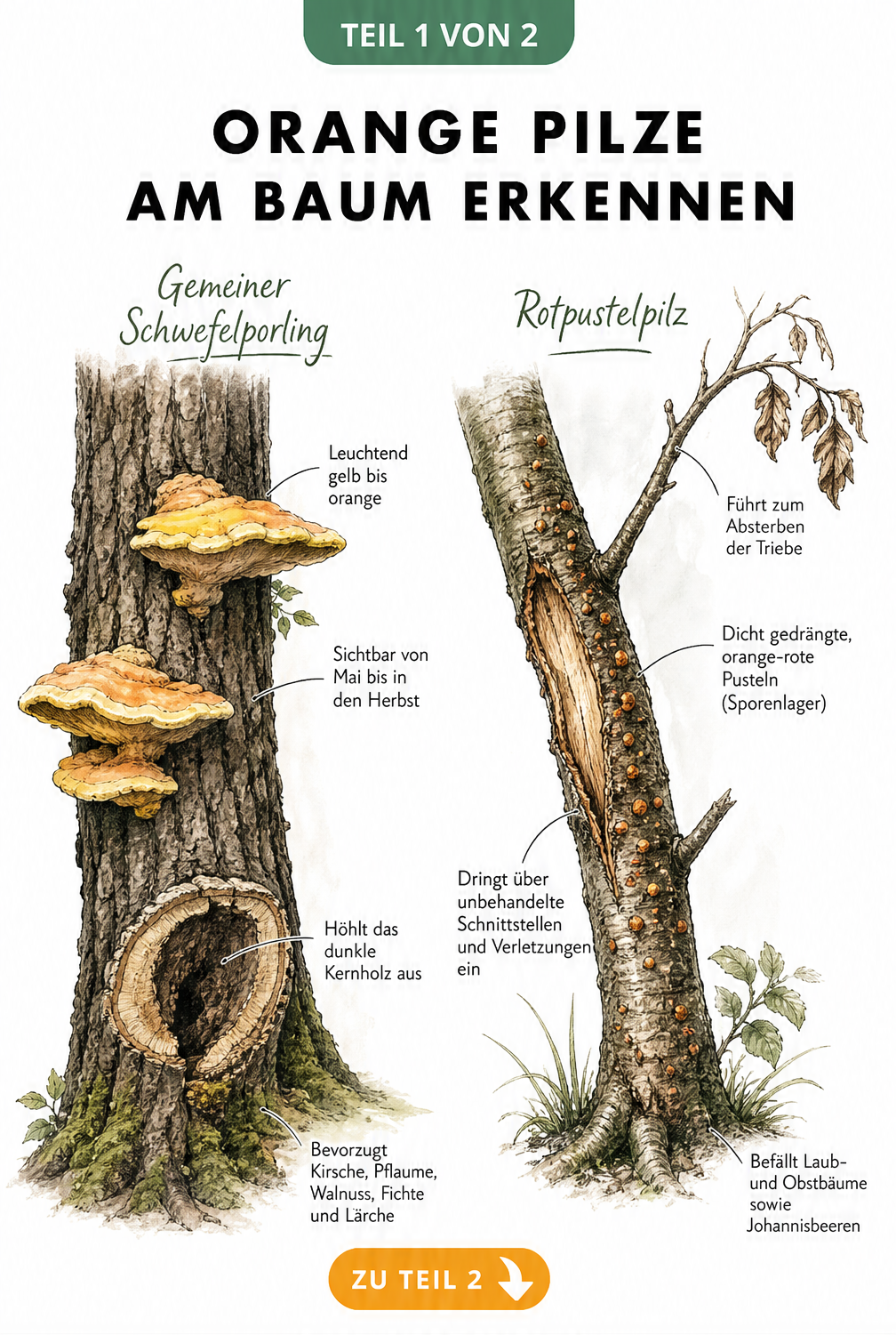 Orange Pilze am Baum erkennen als Infografik