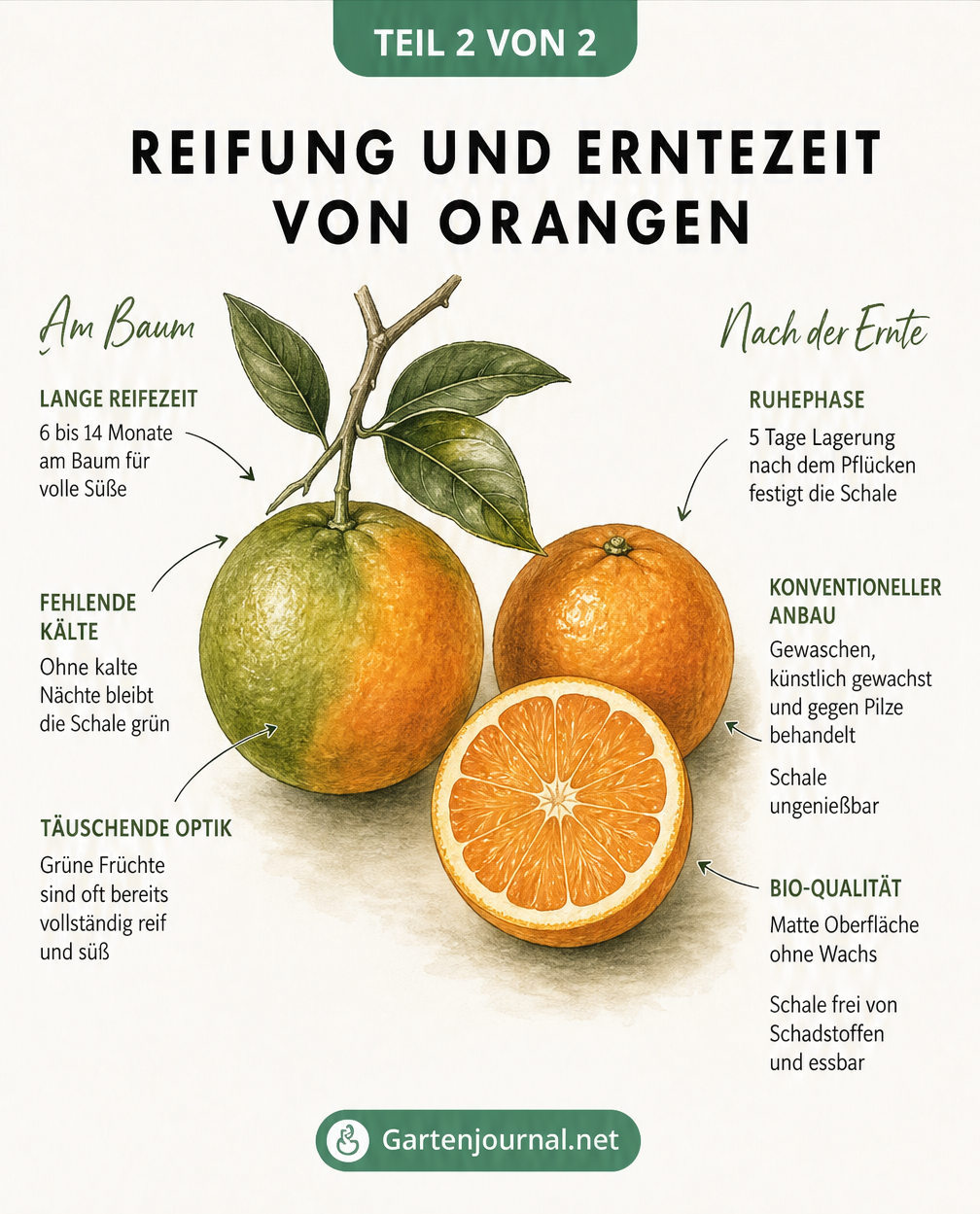 Infografik zum Reifeprozess von Orangen am Baum und der Nachbehandlung nach der Ernte
