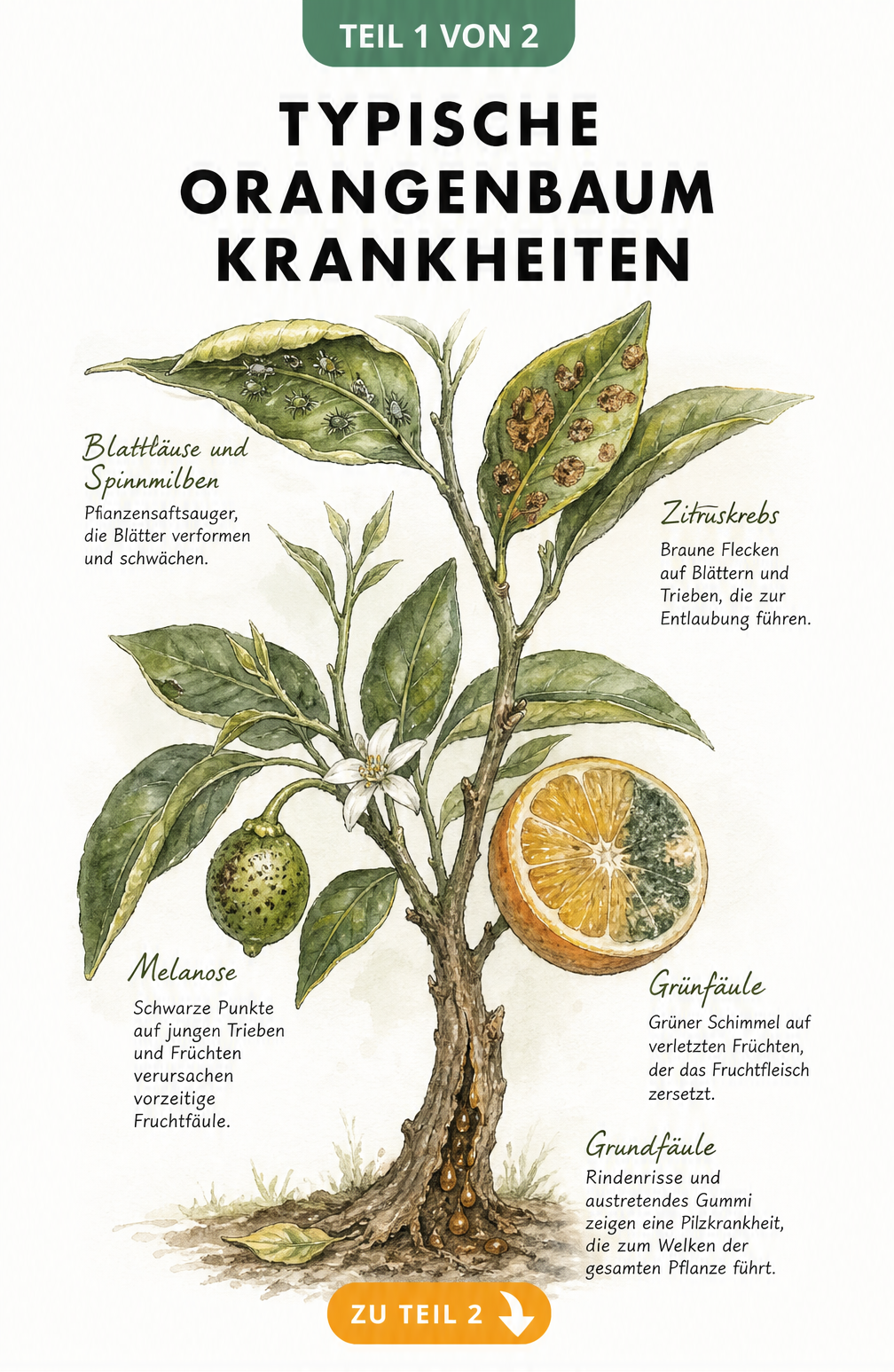 Botanische Illustration eines Orangenbaum-Zweiges mit Schadbildern von Blattläusen, Spinnmilben, Zitruskrebs, Melanose, Grünfäule und Grundfäule.