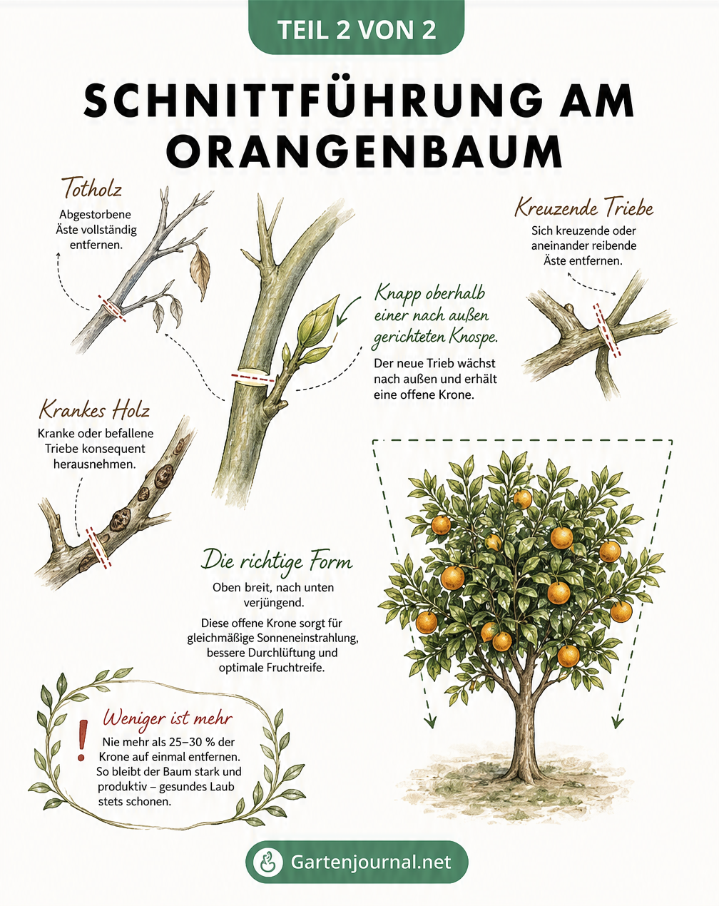 Detailansicht der Schnittführung am Orangenbaum mit Hinweisen zu Totholz, krankem Holz und kreuzenden Trieben